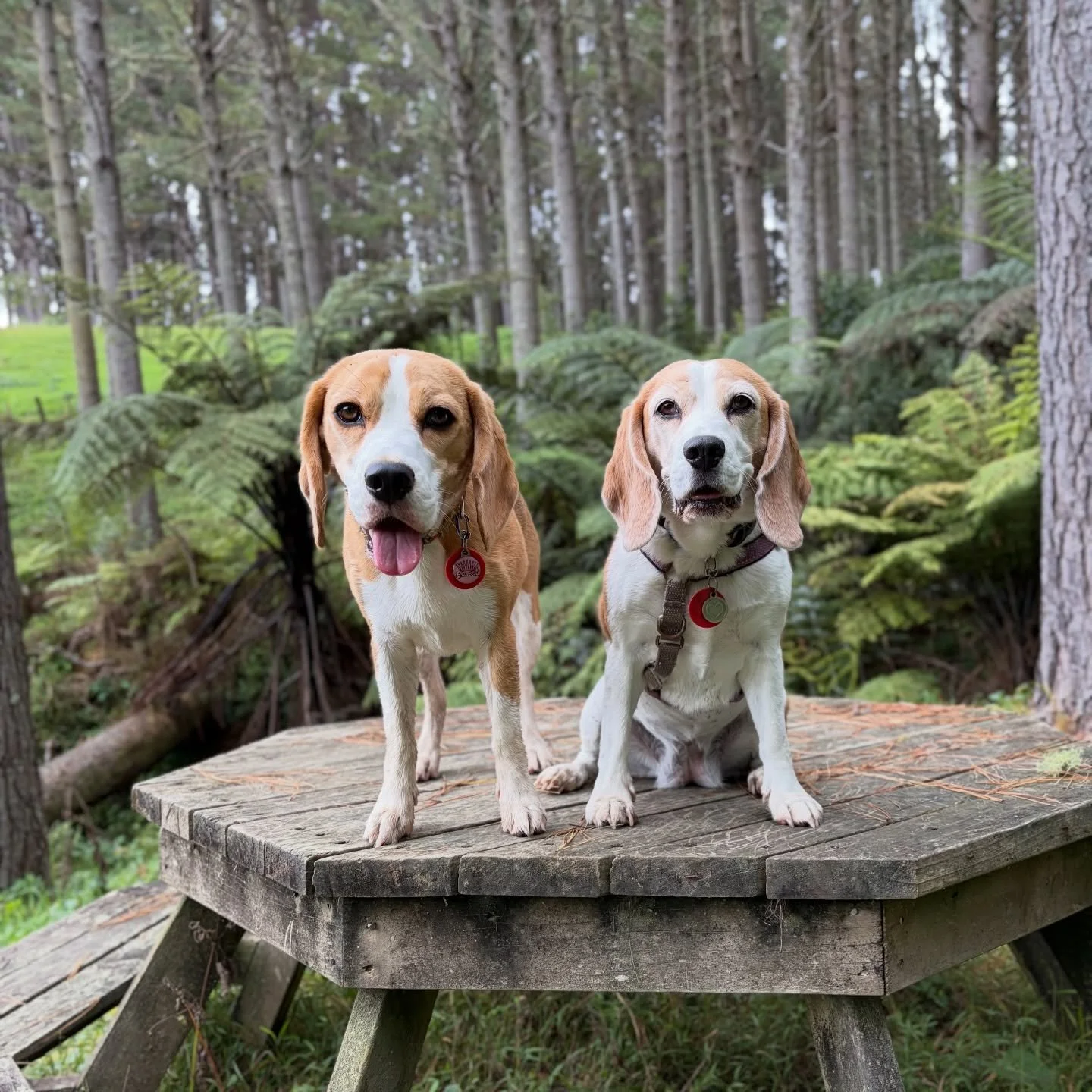 The girls had a great time in the forest 🌳❤️
#beaglegirls #jasmineandbrie #freedom #decompression #enrichment