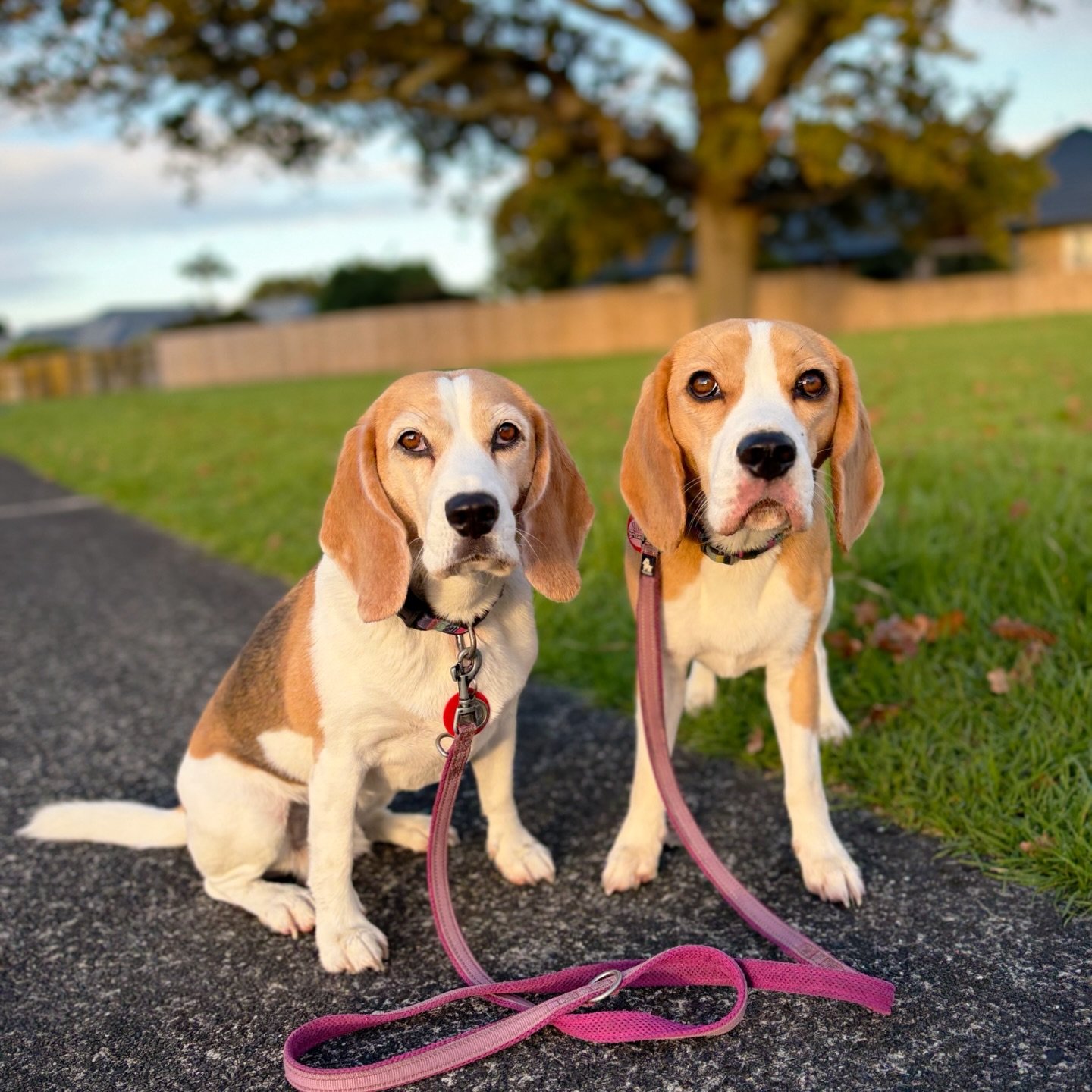Are you enjoying the long weekend? 😀
#beaglegirls #jasmineandbrie #easterweekend #morningwalk