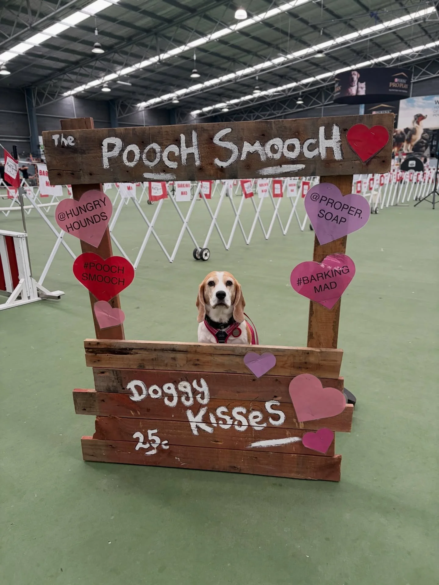 Jasmine performed surrounded by many other dogs at the Barking Mad Dog Market today. I kept her on lead just in case but the lead never got tight. Good job, Jasmine ❤️👍
#jasminethebeagle #reactivity #sensitivity #dogdance #publicdisplay