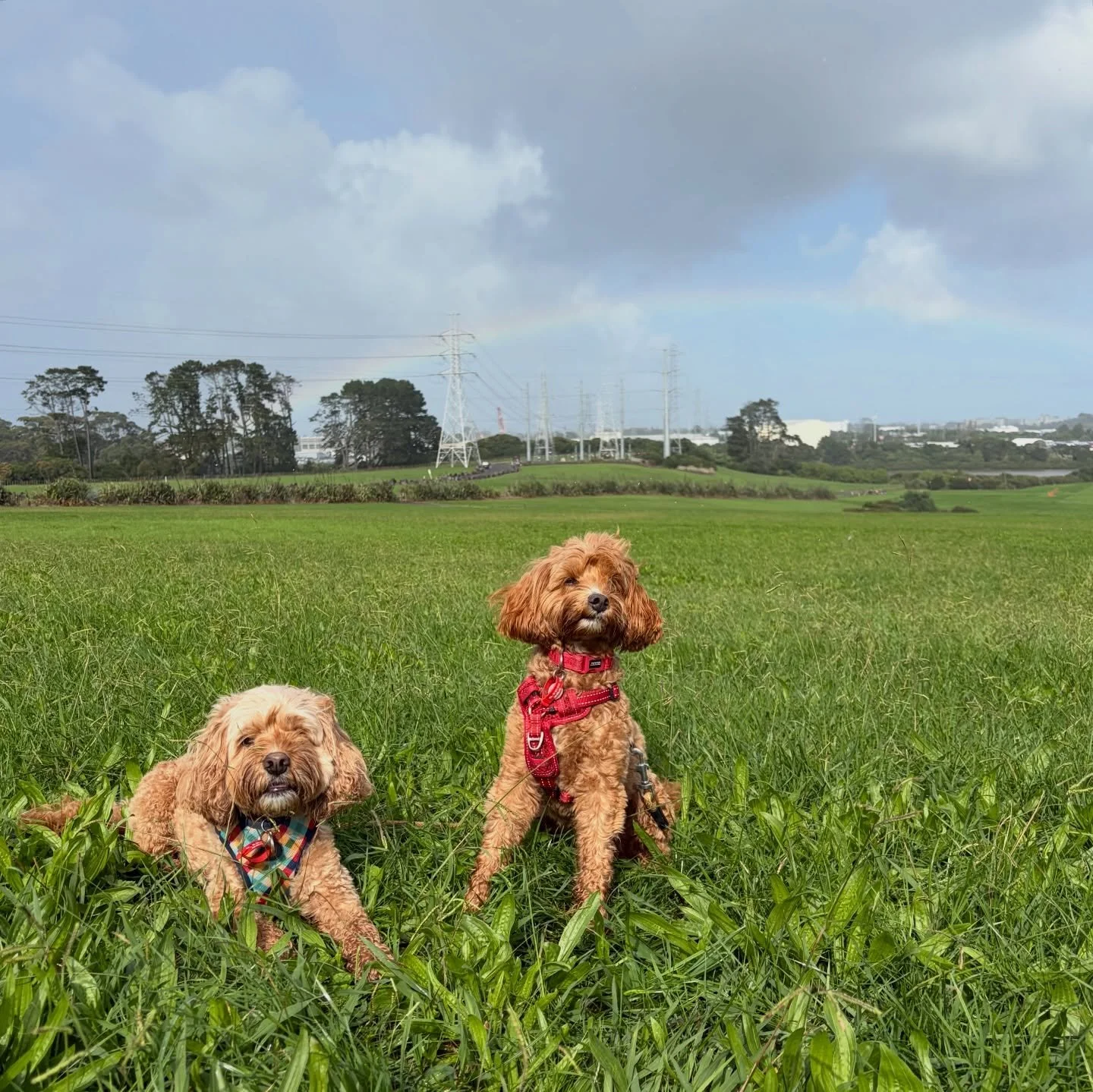 Rainbows I saw this morning 🌈
(Featuring Locke and Maple ❤️)
#rainbows #auckland #thunderymorning #showers #dogs