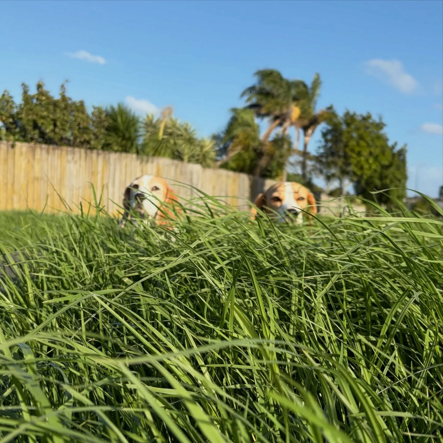 They look like floating on the grass 😅
#beaglegirls #jasmineandbrie #afternoonwalk #longgrass