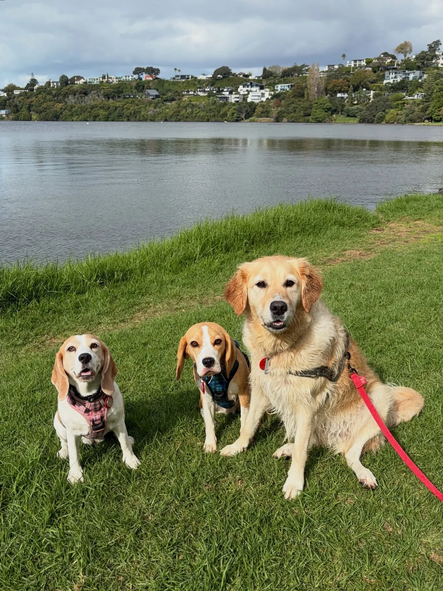 We had a great walk with Nala ❤️
#girlswalk #beagles #jasmineandbrie #offleashwalk #goodfriends