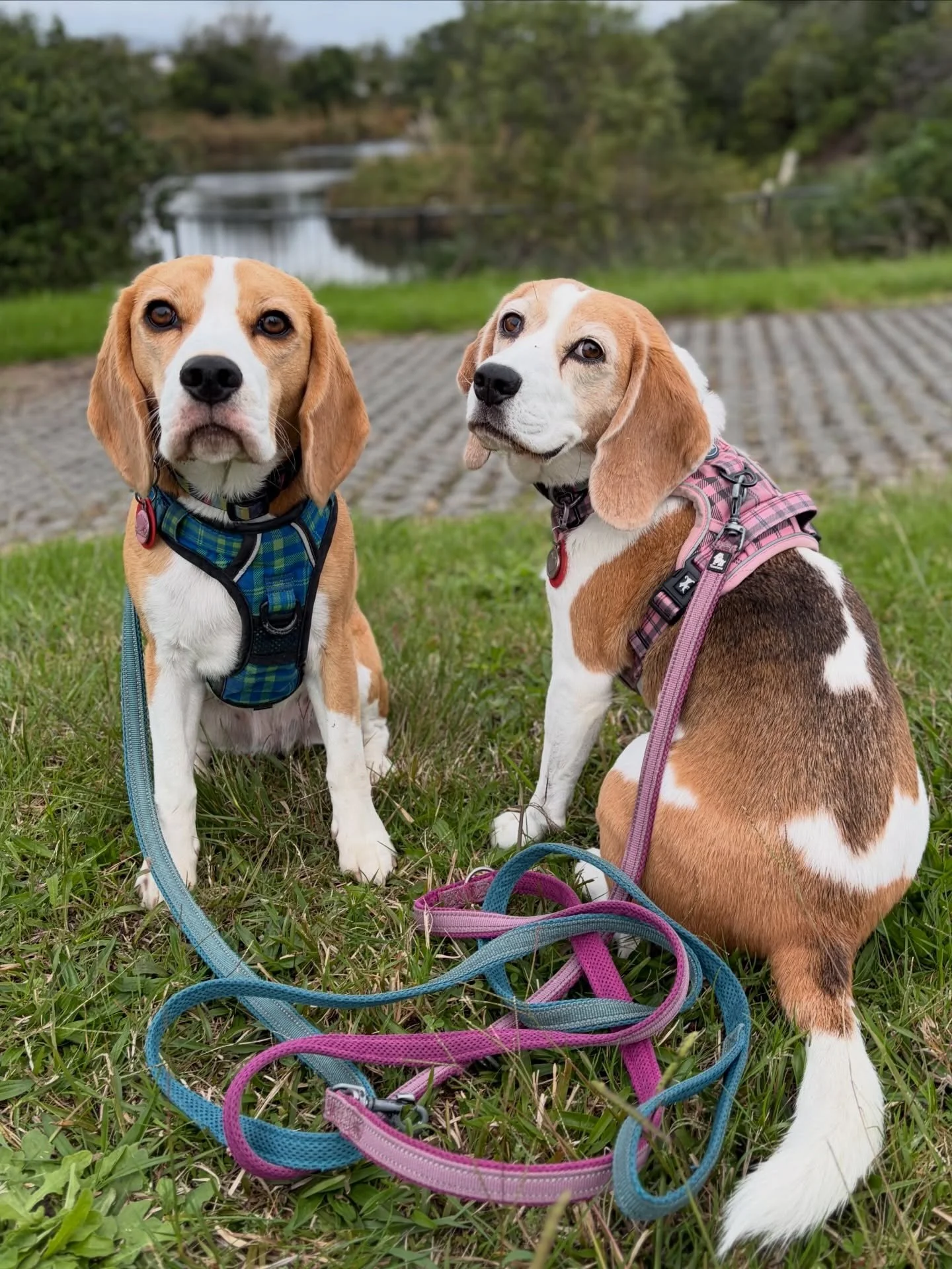 Is everyone having a good weekend? 
Jasmine is like Beauty Looking Back (見返り美人) 😍
#beaglegirls #dailysnapshot #beautylookingback #見返り美人