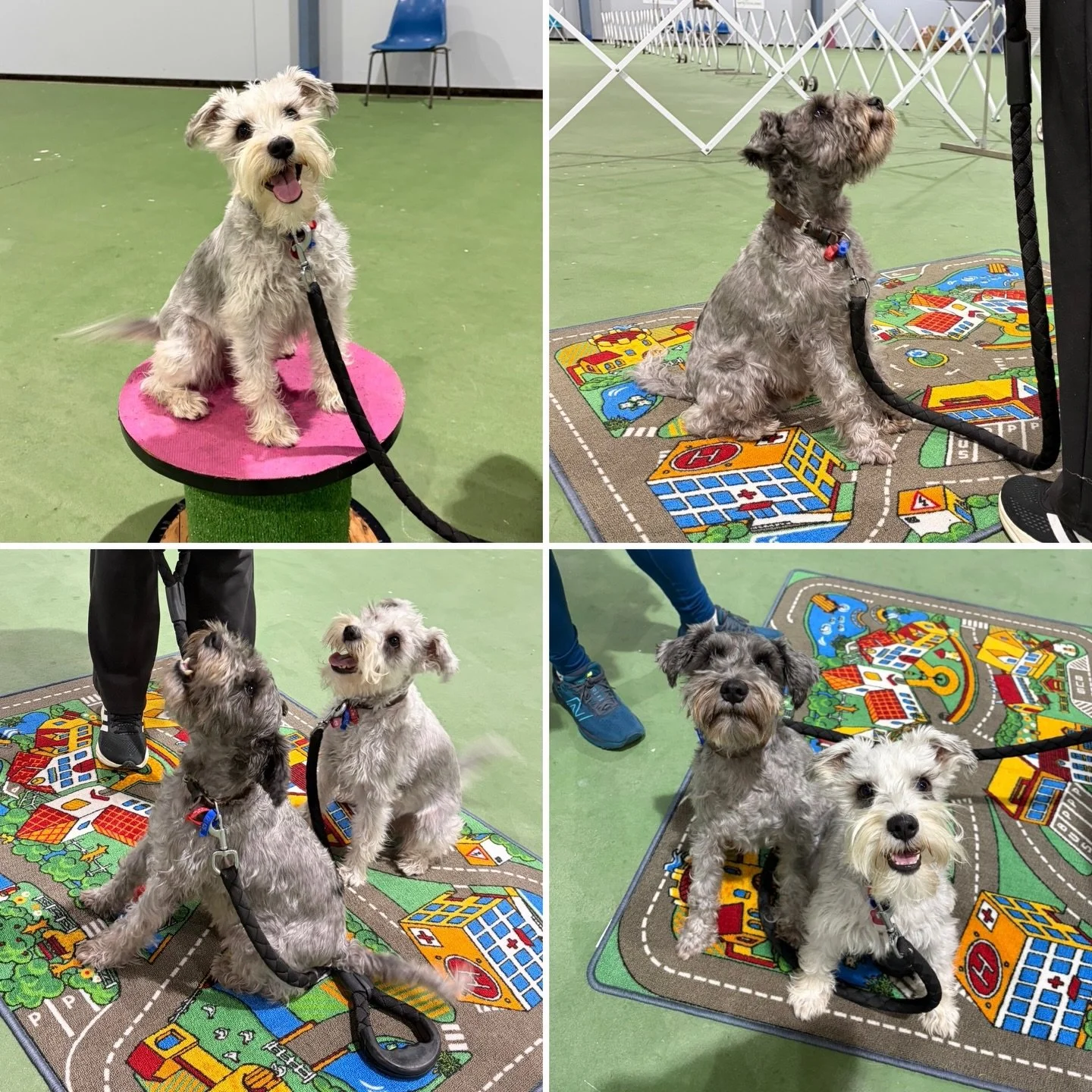 Zoro and Zuko worked hard last night 🥰👍
#miniatureschnauzer #tricktraining #stationing #matwork #platformwork