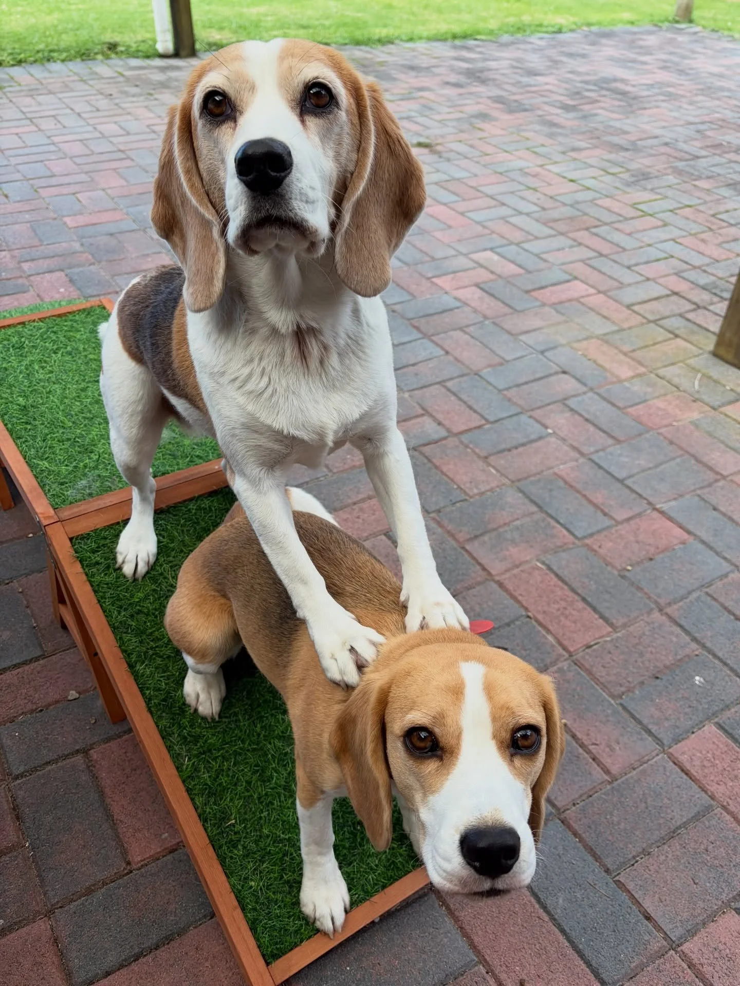 When I was brushing Jasmine in preparation for her therapy visit to a rest home, they ended up like this 😅
#beaglegirls #lovelydogs #jasmineandbrie #onedogontop #platformwork?