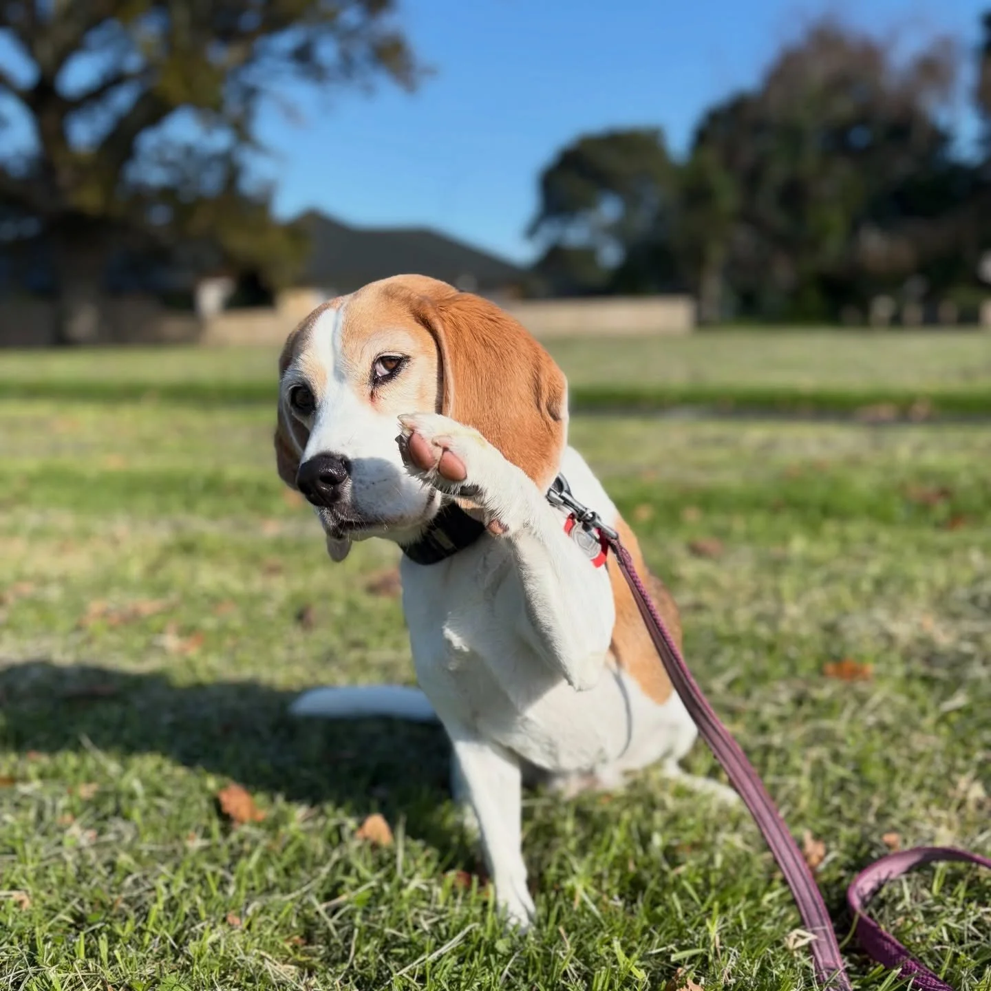 Mum says that she is going to have a walk with other dogs, leaving Brie and me behind 😤
#beagle #jasminethebeagle #waitathome #havefun