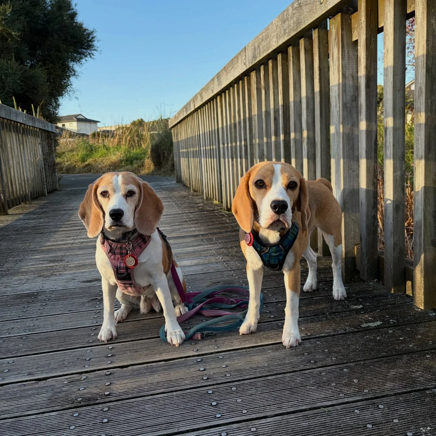 Both were good girls on our walk. When an offleash dog approached us, Jasmine kept moving with me while Brie followed us without barking 🥰 
Although Brie is good with other dogs, she often vocalises from excitement, nervousness, or whatever. So, I a