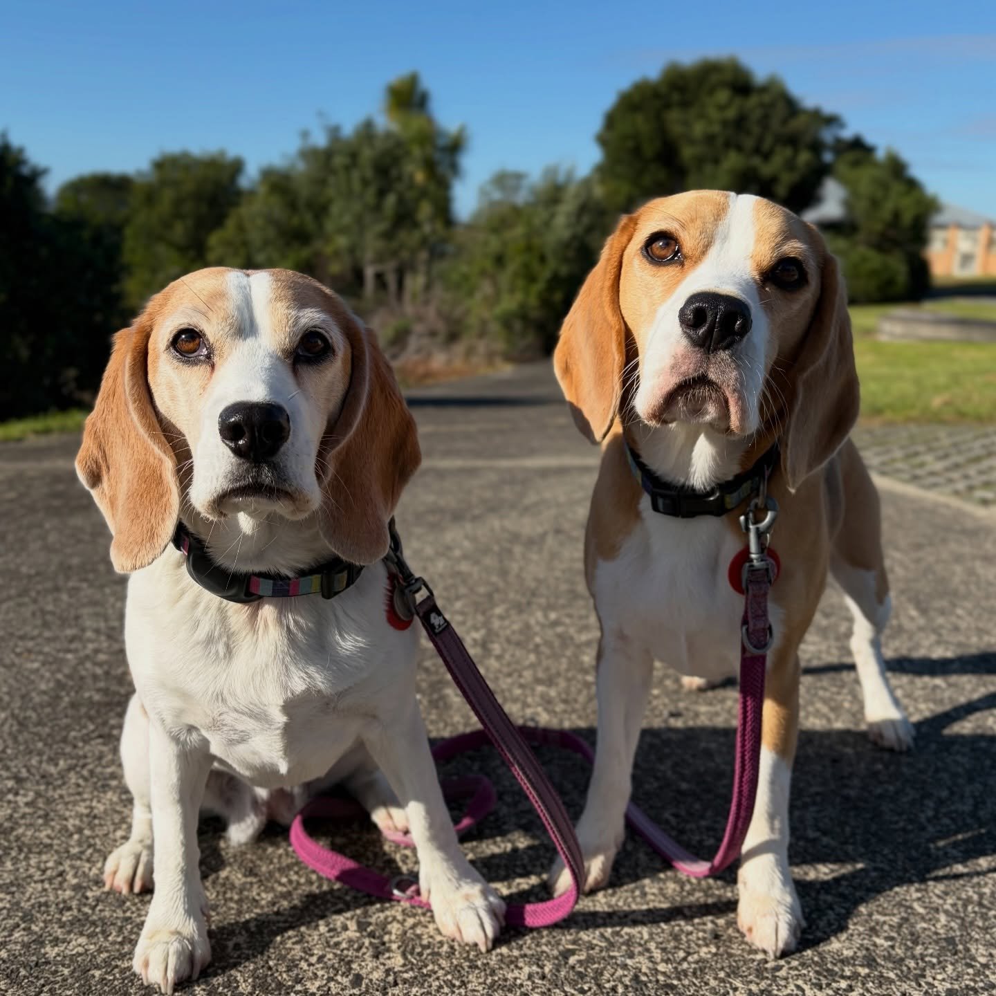 Hope everyone is having a great weekend!
#beagle #beagles #jasmineandbrie #weekend #morningwalk