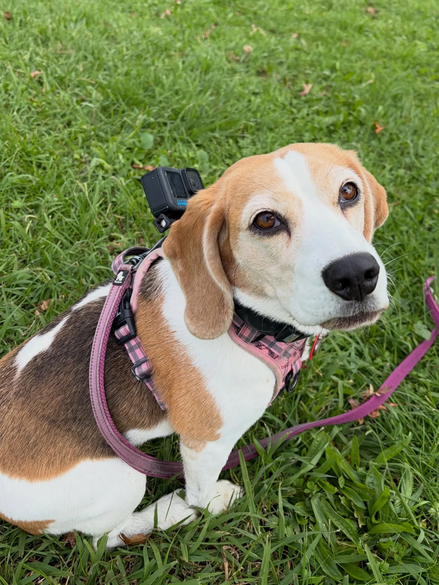 Jasmine the videographer 😍
#goproonjasmine #viewsfromadog #onleashwalk #autumncolours #jasminethebeagle