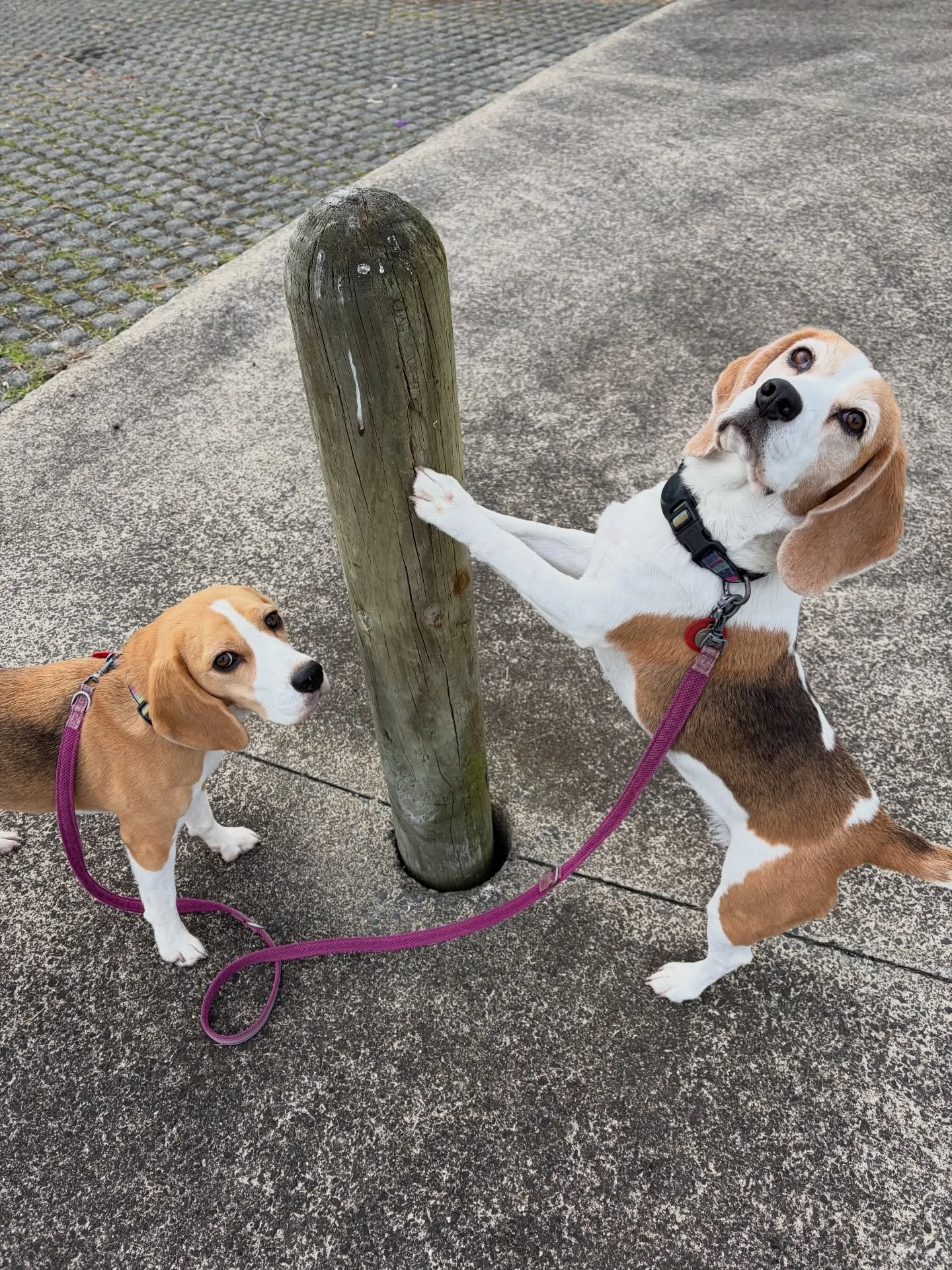 Jasmine always wants to be doing something 😂🥰
#beaglegirls #jasmineandbrie #morningwalk #pawtargeting