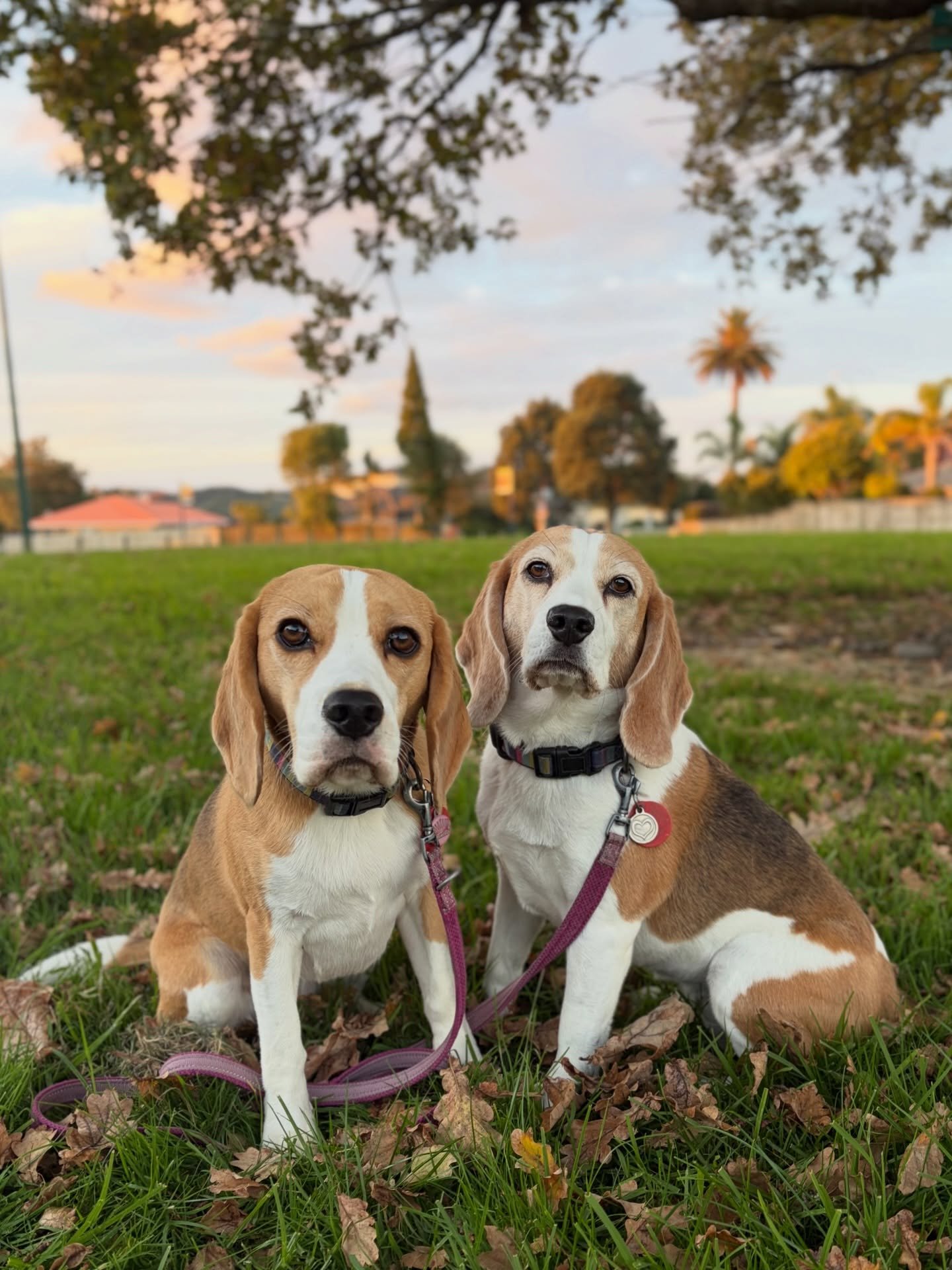 When I am posting this photo, Jasmine is snoring behind me 😴 What is your dog doing now?
#autumn #beaglegirls #jasmineandbrie
