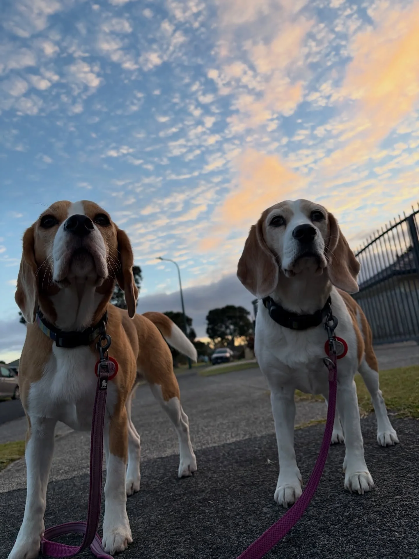 I tried my best but these photos don&rsquo;t do it justice. I always enjoy watching the clouds. They were beautiful this morning.
#beautifulclouds #beaglegirls #jasmineandbrie #morningwalk