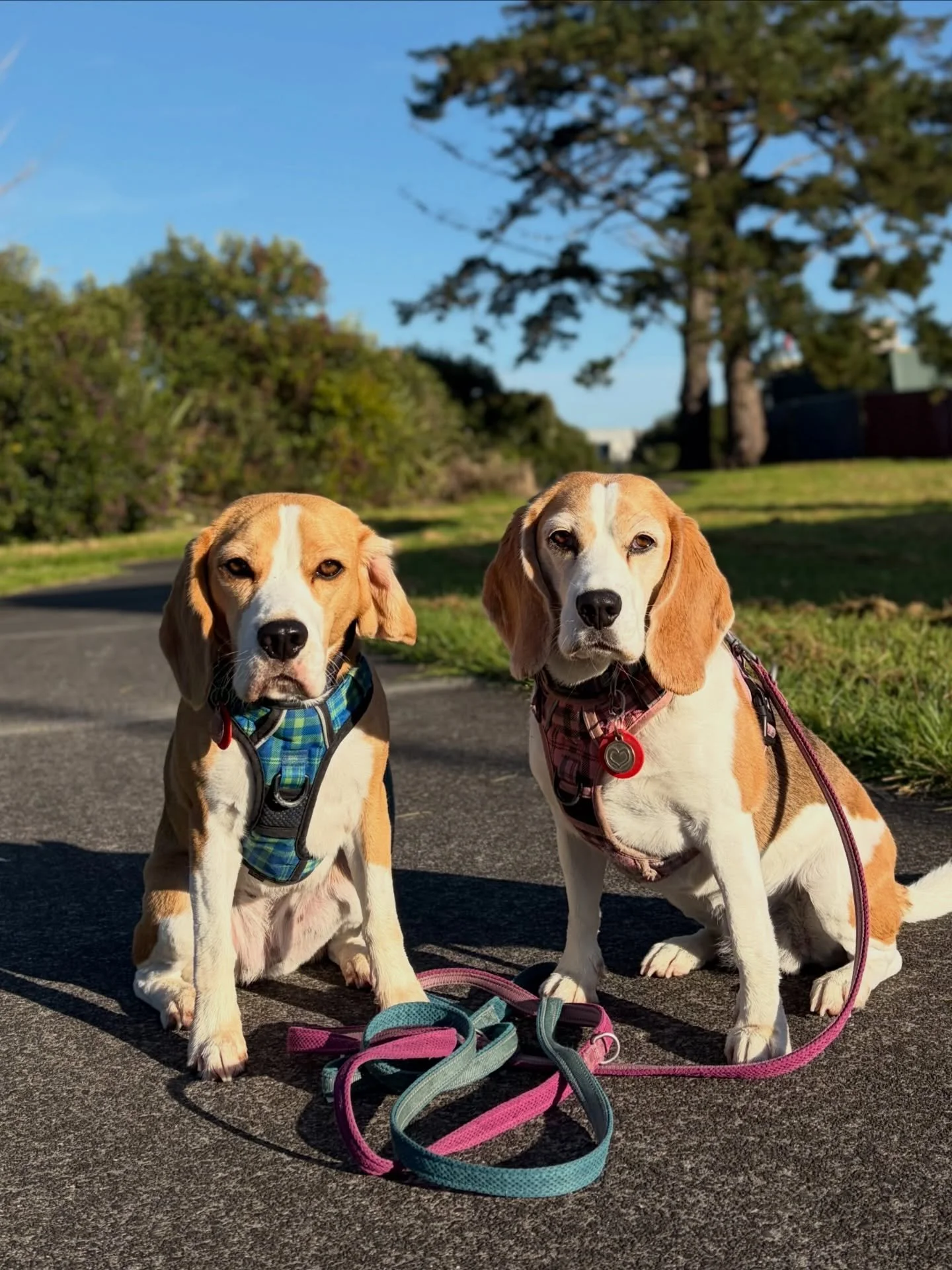 Have I been taking similar photos all the time? I might have, but please let me keep doing that as these girls are so pretty ❤️😂
#beaglegirls #jasmineandbrie #similarphotos #photoseveryday #stay