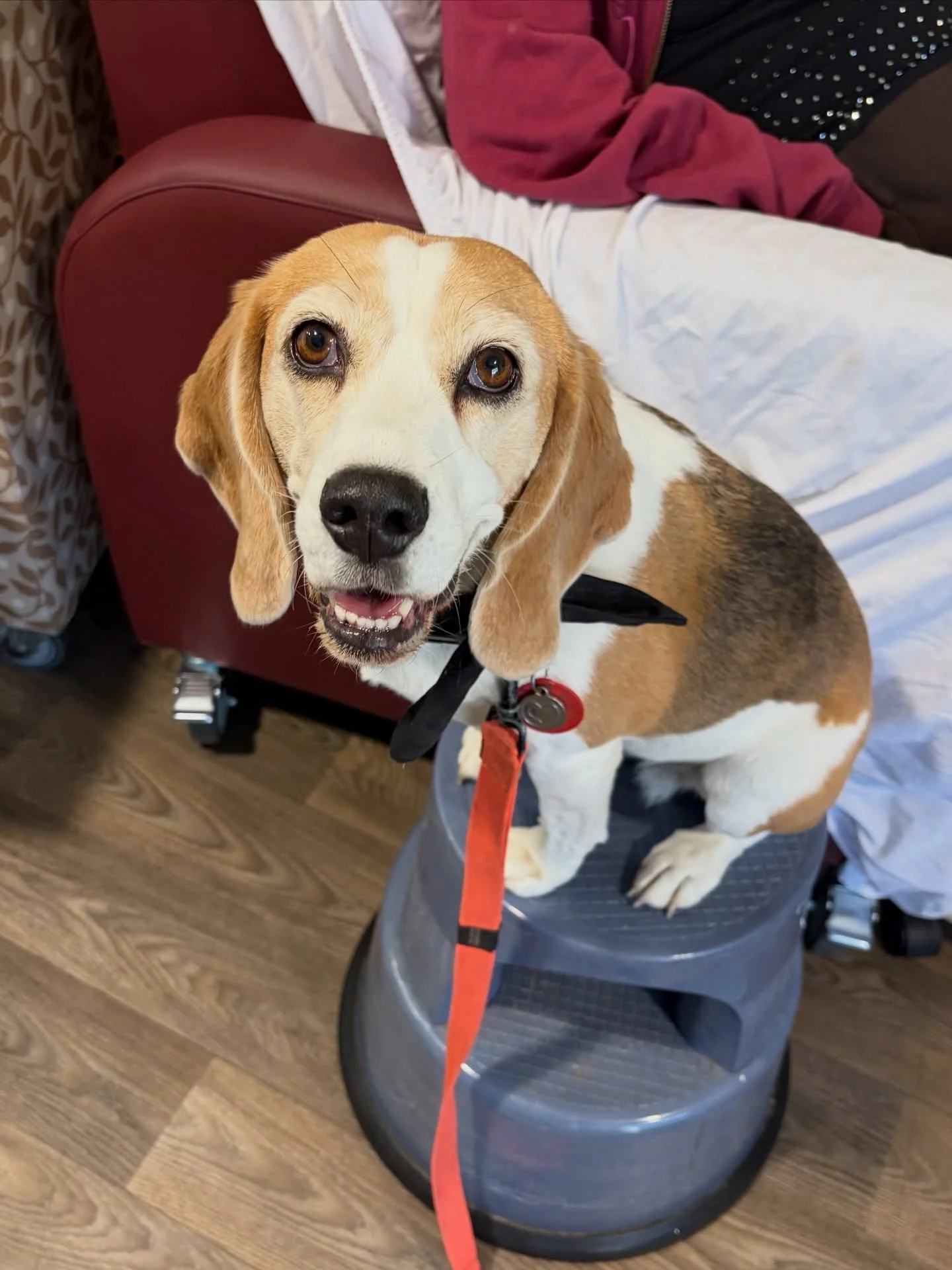 Jasmine&rsquo;s work day 👗
Because this lady in the chair wanted to take photos with Jasmine, we asked her to jump on this stool 😊
#jasminethebeagle #therapypet #carehome #resthome #therapydog