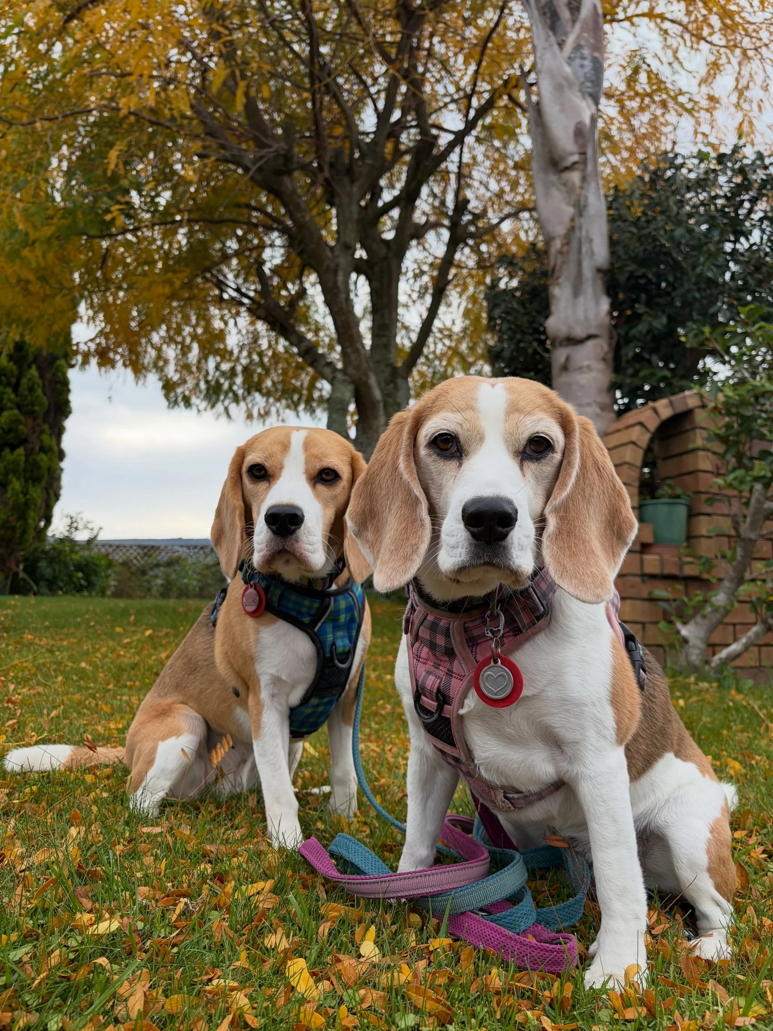 Feeling Autumn 🍂 
#beaglegirls #jasmineandbrie #autumn #autumncolours #autumnleaves