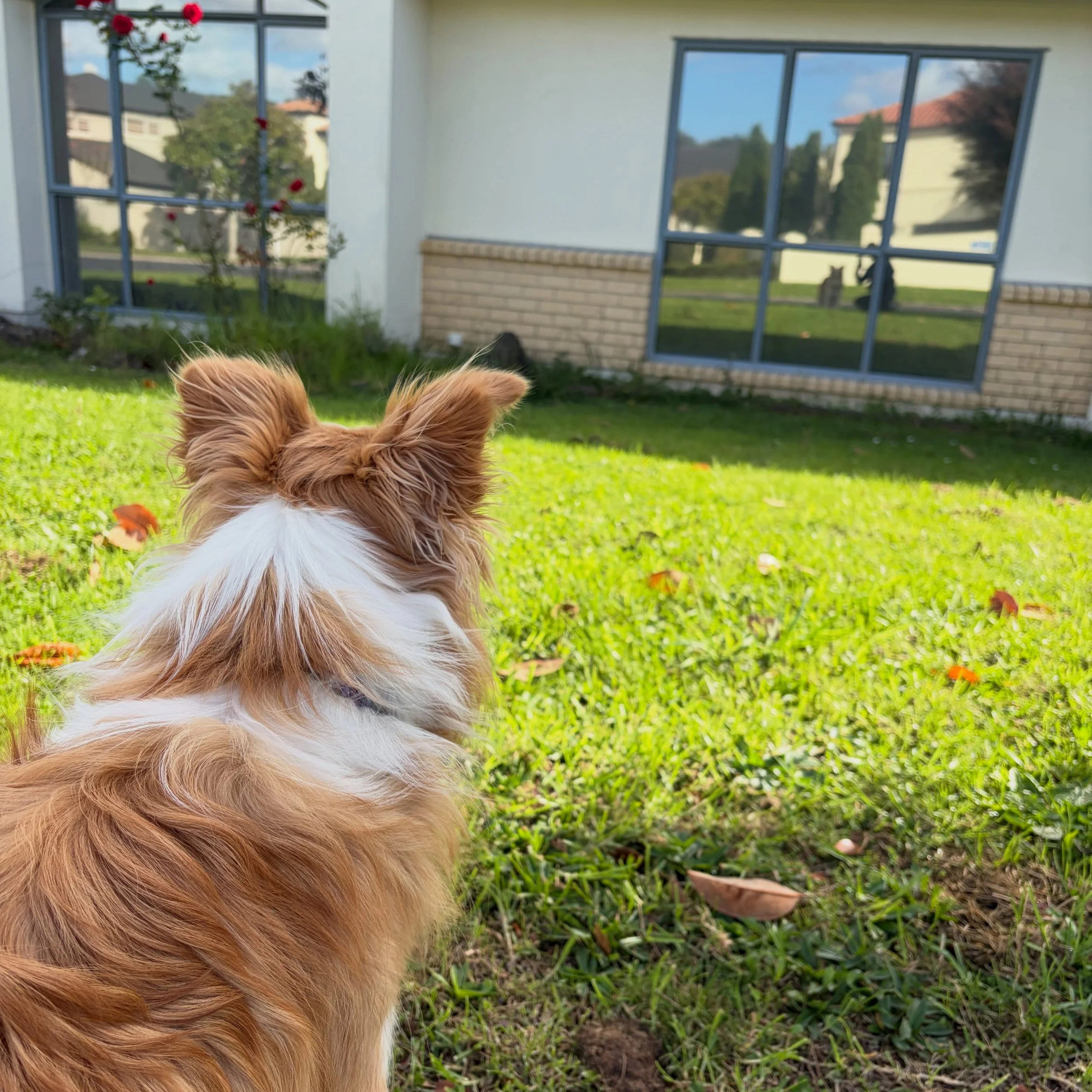 Bess found a dog in a glass window 😂🥰
#trainingwalk #bordercollie #confidencebuilding #walkonlead
