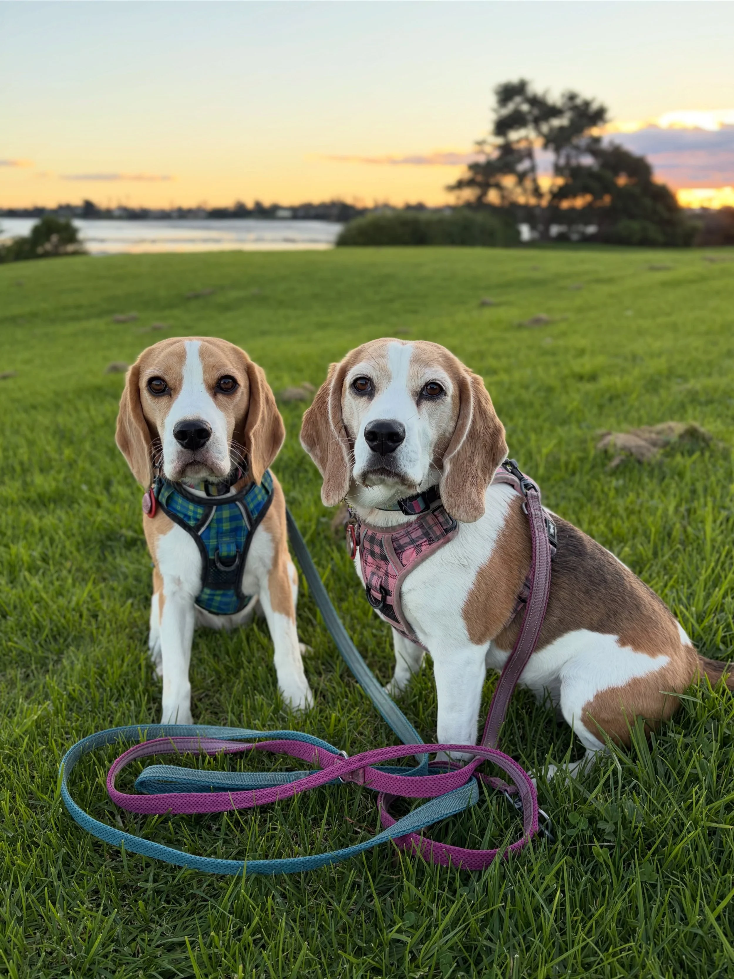 When I was getting my Beagle girls ready for a photo in this place, I heard a little dog bark near us. As I didn&rsquo;t see the dog, I tried to move the girls away from the invisible dog. Then, I heard a person&rsquo;s voice, not a dog bark, behind 