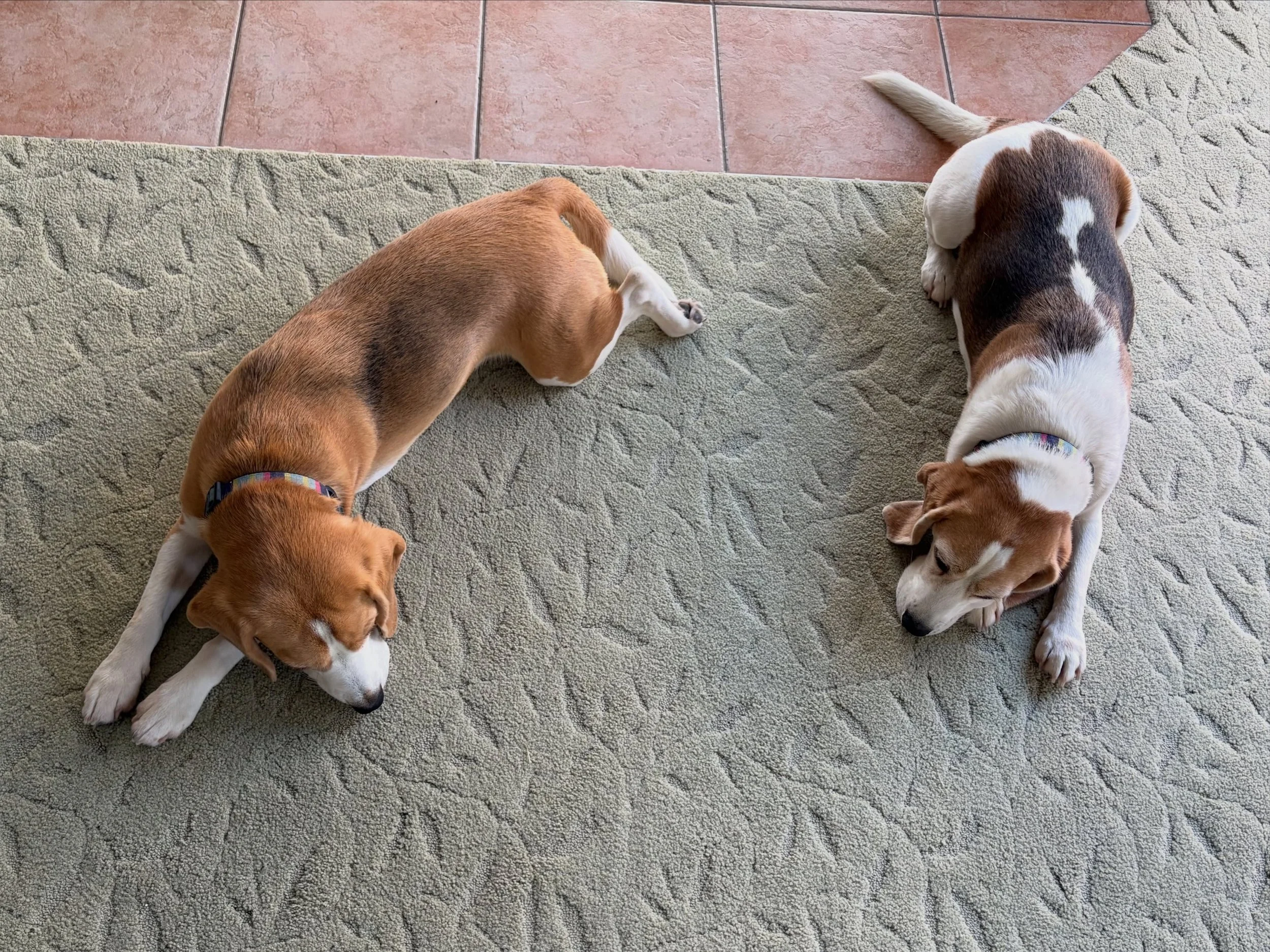 I often see photos of Beagles snuggling up together, but these girls never do that. 
Brie has always been snuggly to us. Jasmine has learned to snuggle with us recently and she now enjoys it. Can we see them snuggling together soon? ☺️
#beaglegirls #