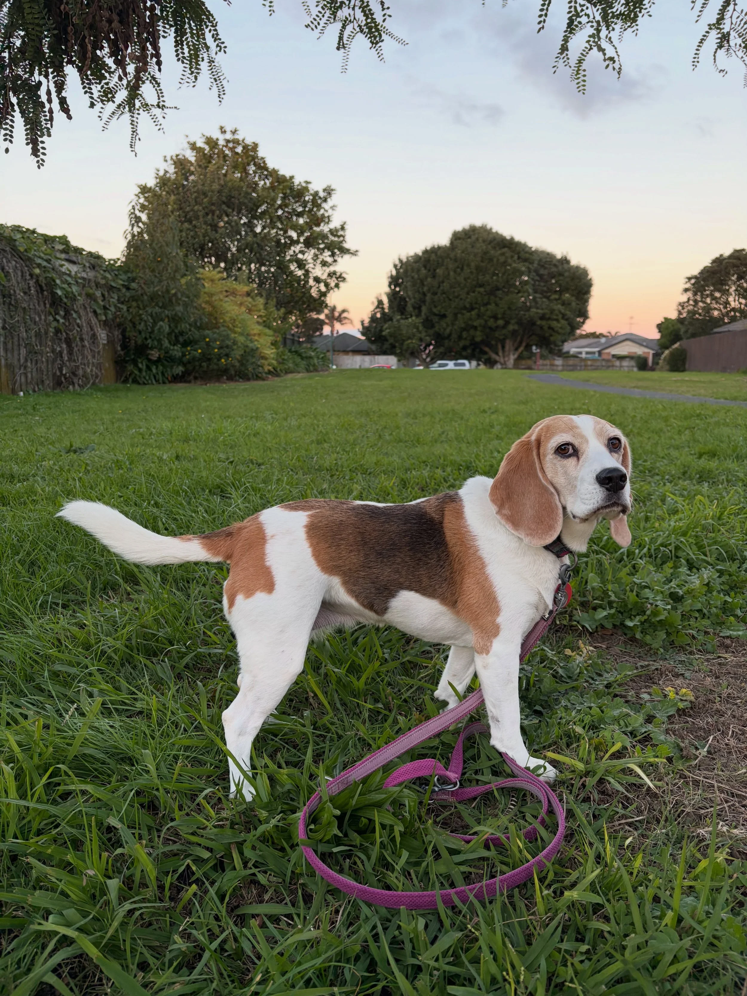 The video clip in this post shows how I made Jasmine stand still facing sideways 😊
#posing #standstill #standingstill #stareatfood #stillness