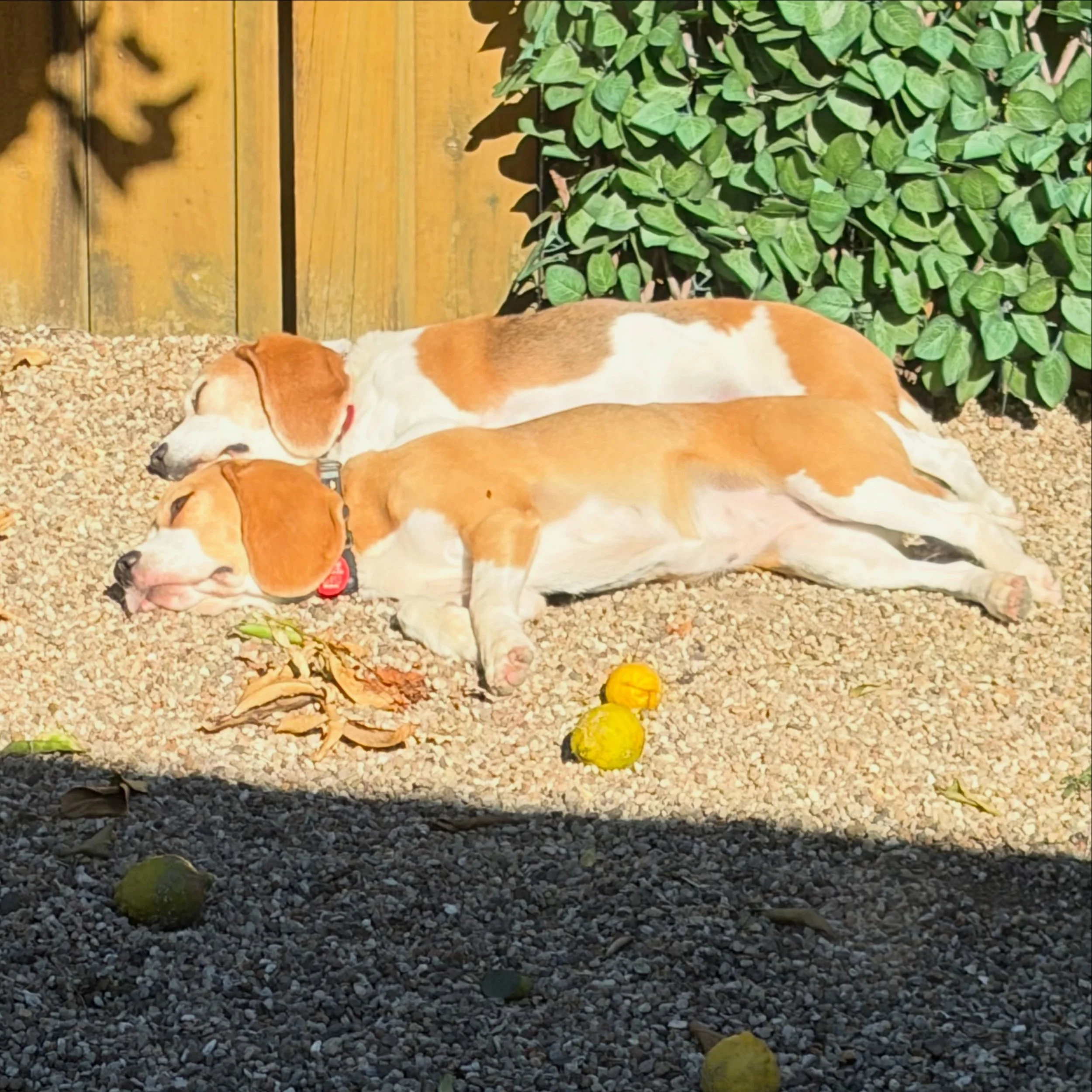 I love this view of the girls sunbathing together ❤️
#beaglegirls #jasmineandbrie #sunbathing