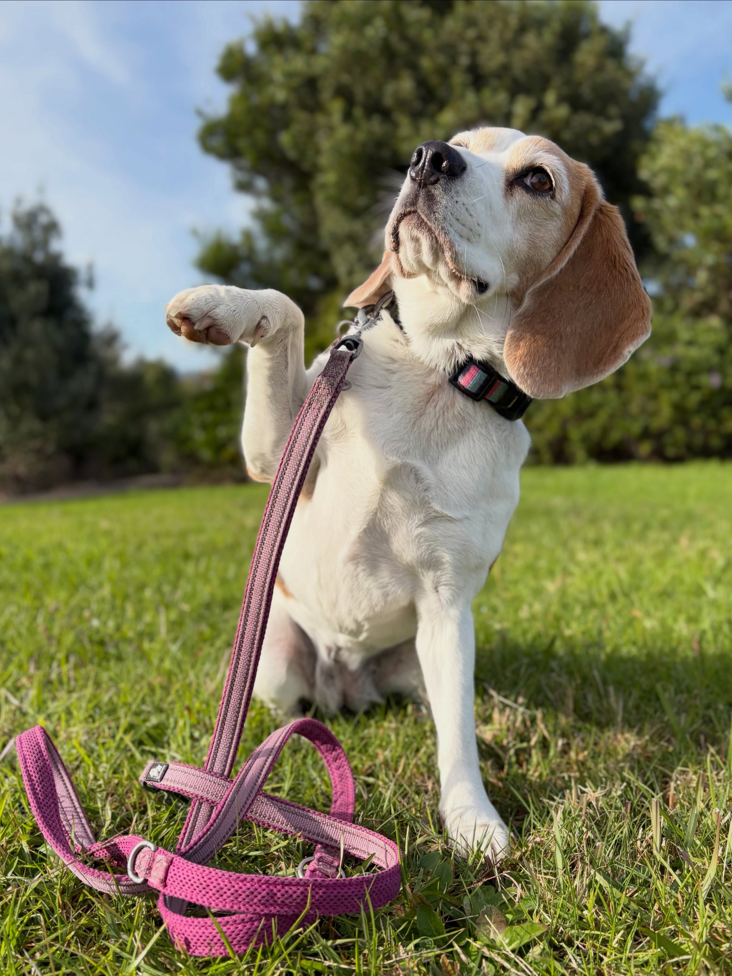 Today my two girls had two walks each separately, which means that I had four walks.
It was not pre-planned. Jasmine somehow sometimes retreats when I am preparing Brie for a walk. If I want to walk them together, I call Jasmine and she comes. But, t