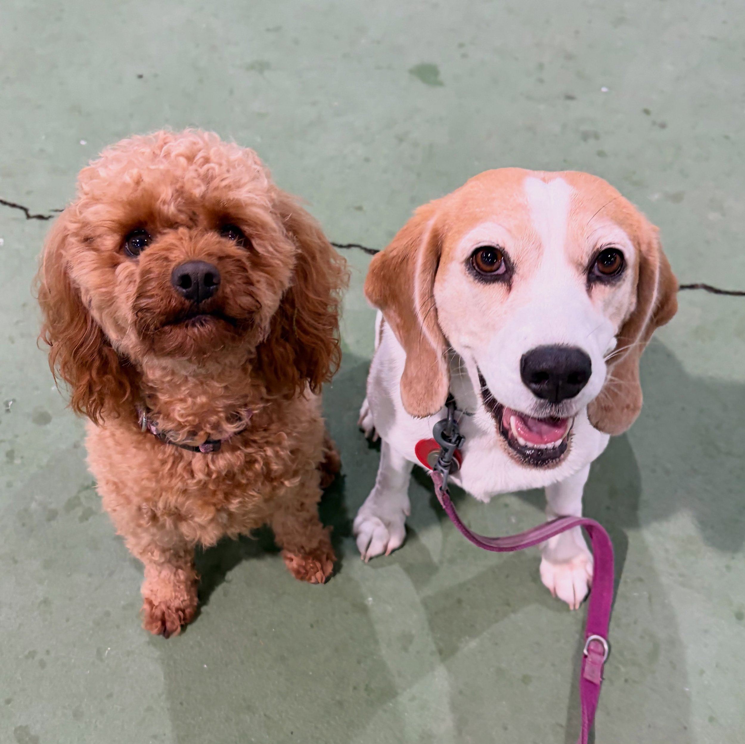 It is very rare for Jasmine to let other dogs to sit so close to her comfortably. It seems Jasmine has approved MiSol as her real friend who she can trust ❤️
#jasminethebeagle #antisocialtosocial #realfriends #dogbehaviour #ittakestime