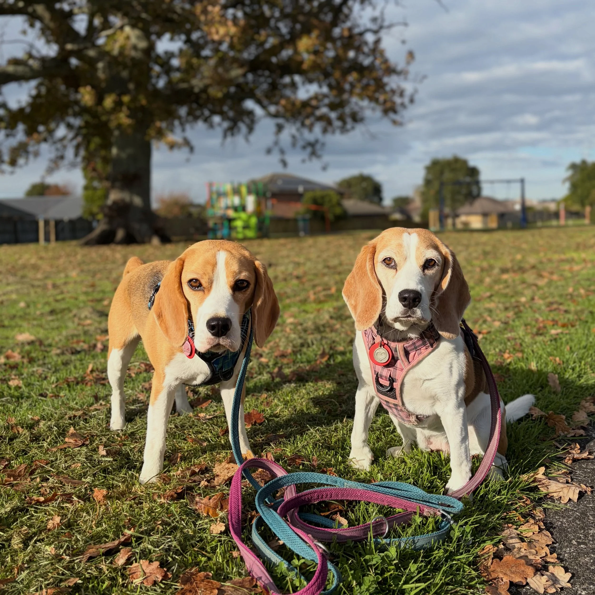 A week course of anti-inflammatory medicine finished on Friday and Brie spent a day without it. So far she is doing well and back on on-leash walks with Jasmine 🥰
#beaglegirls #jasmineandbrie #snapshot #onlead #walkingtogether