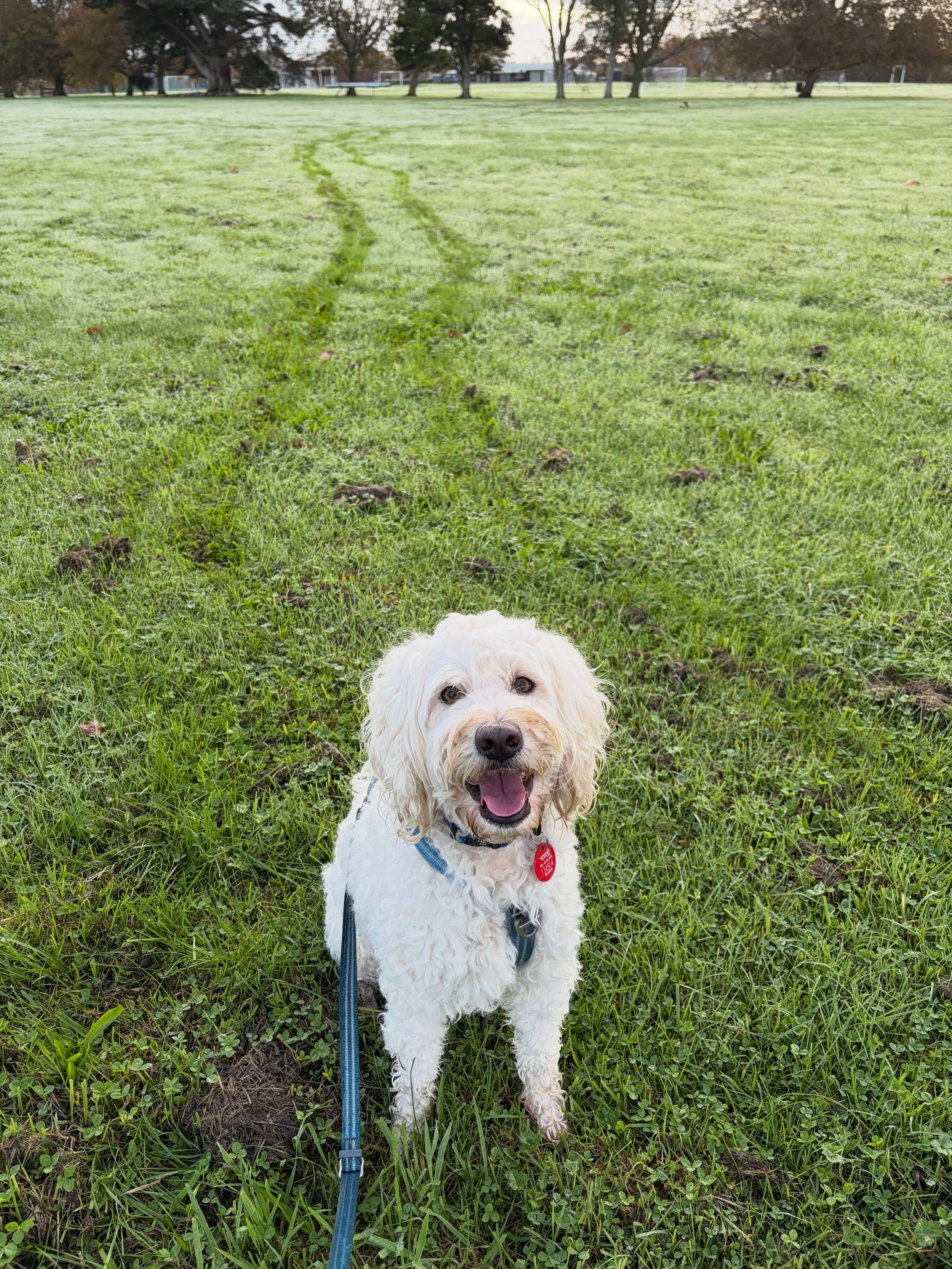 Those two lines we left behind us looked like a wheel track 😀
#trainingwalk #morningwalk #wetgrass #likeawheeltrack #walkonlead