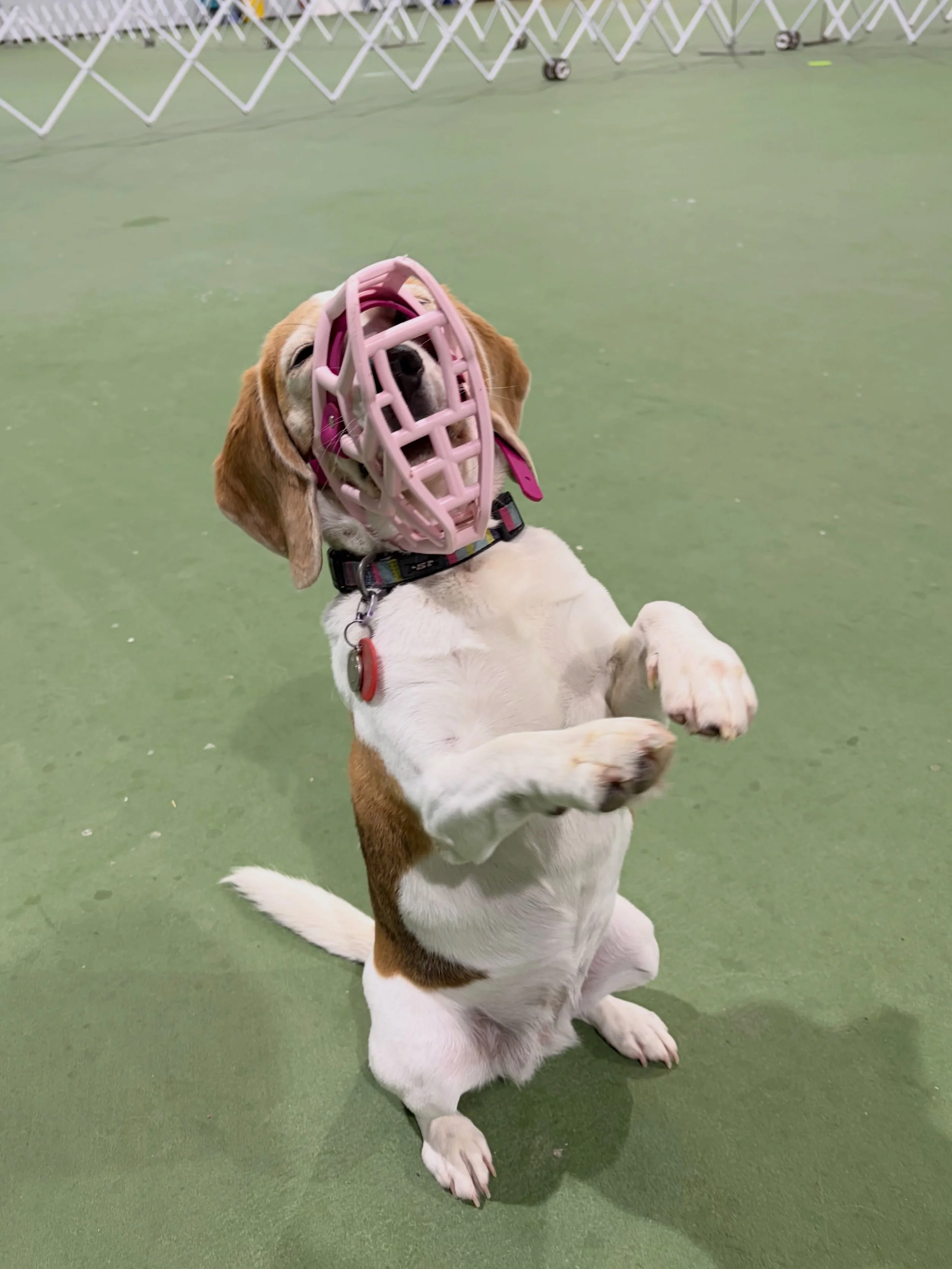 Trick training and muzzle training at the same time 🥰
#dogtraining #tricktraining #muzzletraining #jasminethebeagle #tricksclass