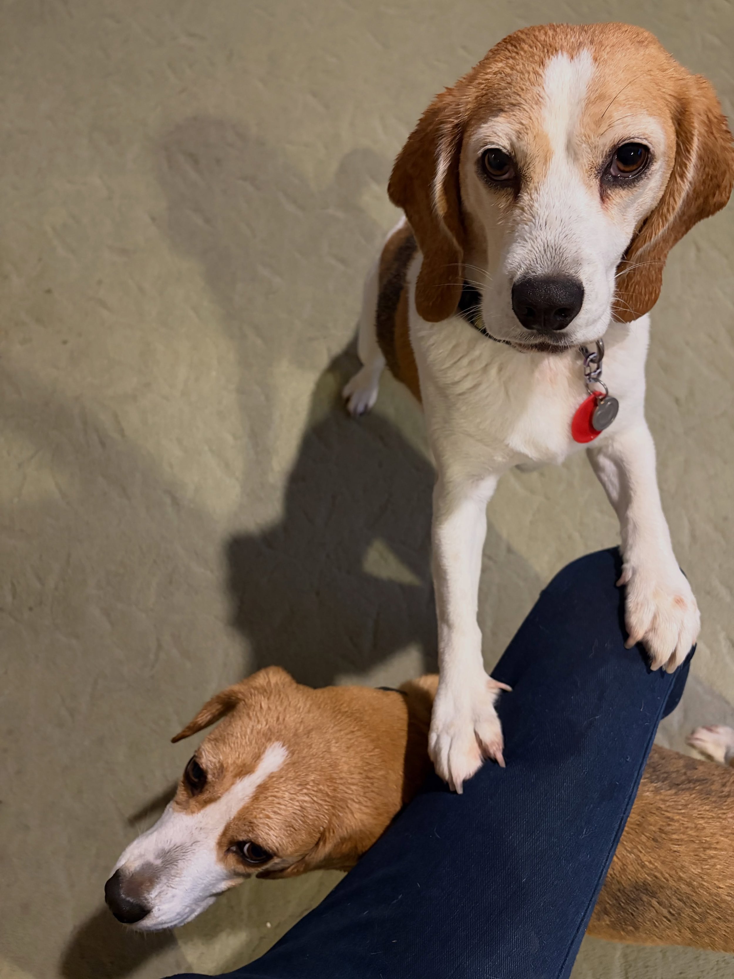 After a walk in the rain, the girls still had a lot of energy to burn. So, we played like this 😀
#beaglegirls #jasmineandbrie #havingfun #indooractivities