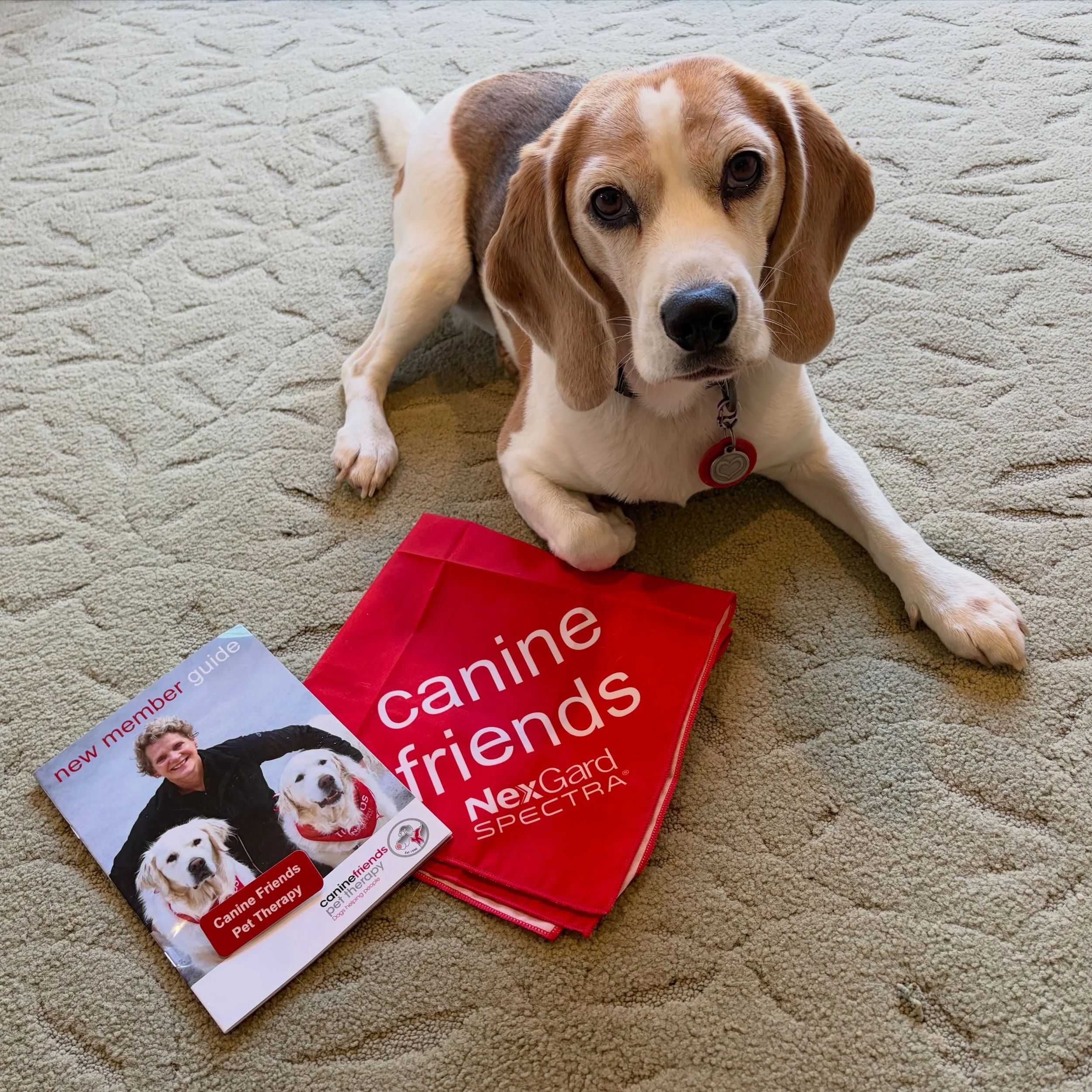 At the end of the month, St John will end their Therapy Pets program. From next month, Jasmine will visit a rest home as a therapy pet from the Canine Friends. Canine Friends, thank you for accepting us ❤️
#jasminethebeagle #therapydog #caninefriends