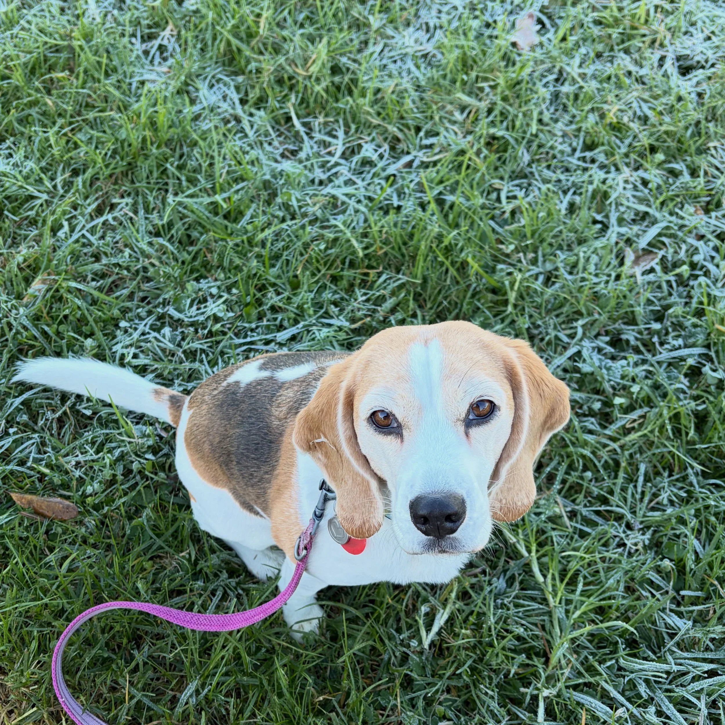 We had a frosty morning. Even at 9:45am there was frosty patches like this in shady areas ❄️
#jasminethebeagle #frostymorning #newzealand #winter #downunder