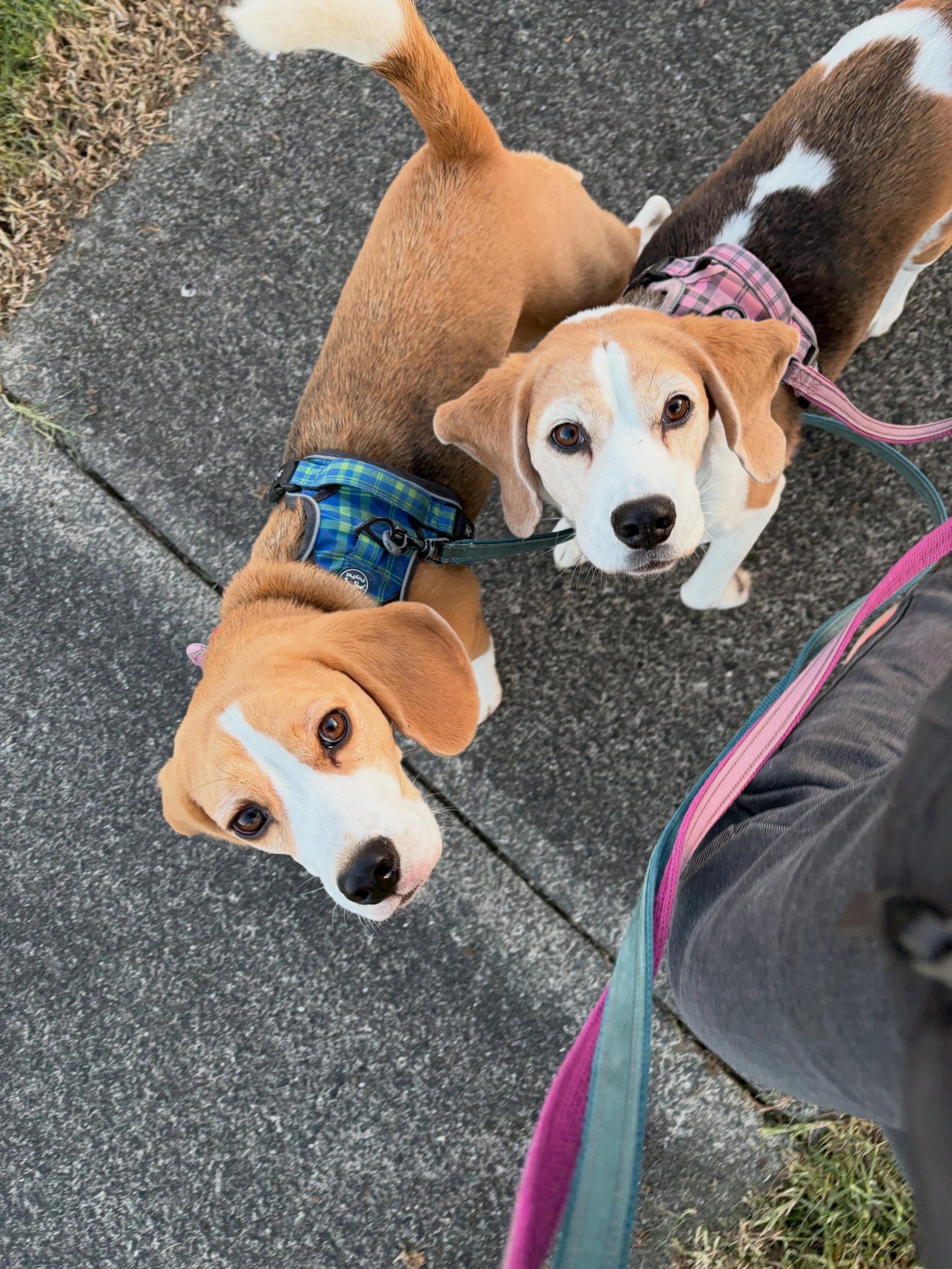 The girls have been doing very well together on their walks 🥰
#beaglegirls #onleadwalks #jasmineandbrie #walkwithme #walkingtogether