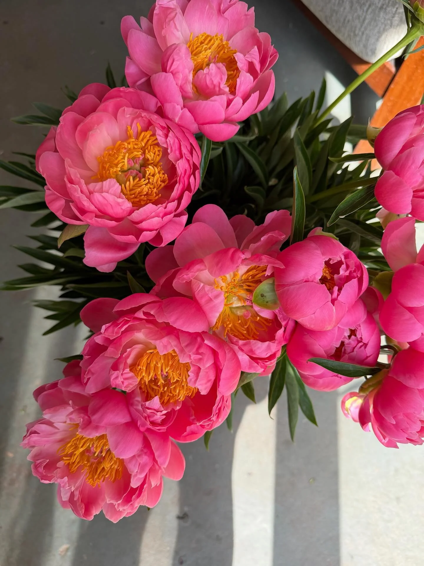 A little love note to the Coral Charm peony &hellip; Queen of the shortest but sweetest season.