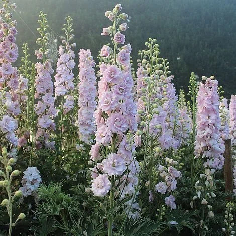 🌸 Flower of the Year 2026: Why Delphinium Is Stealing the Spotlight 🌸