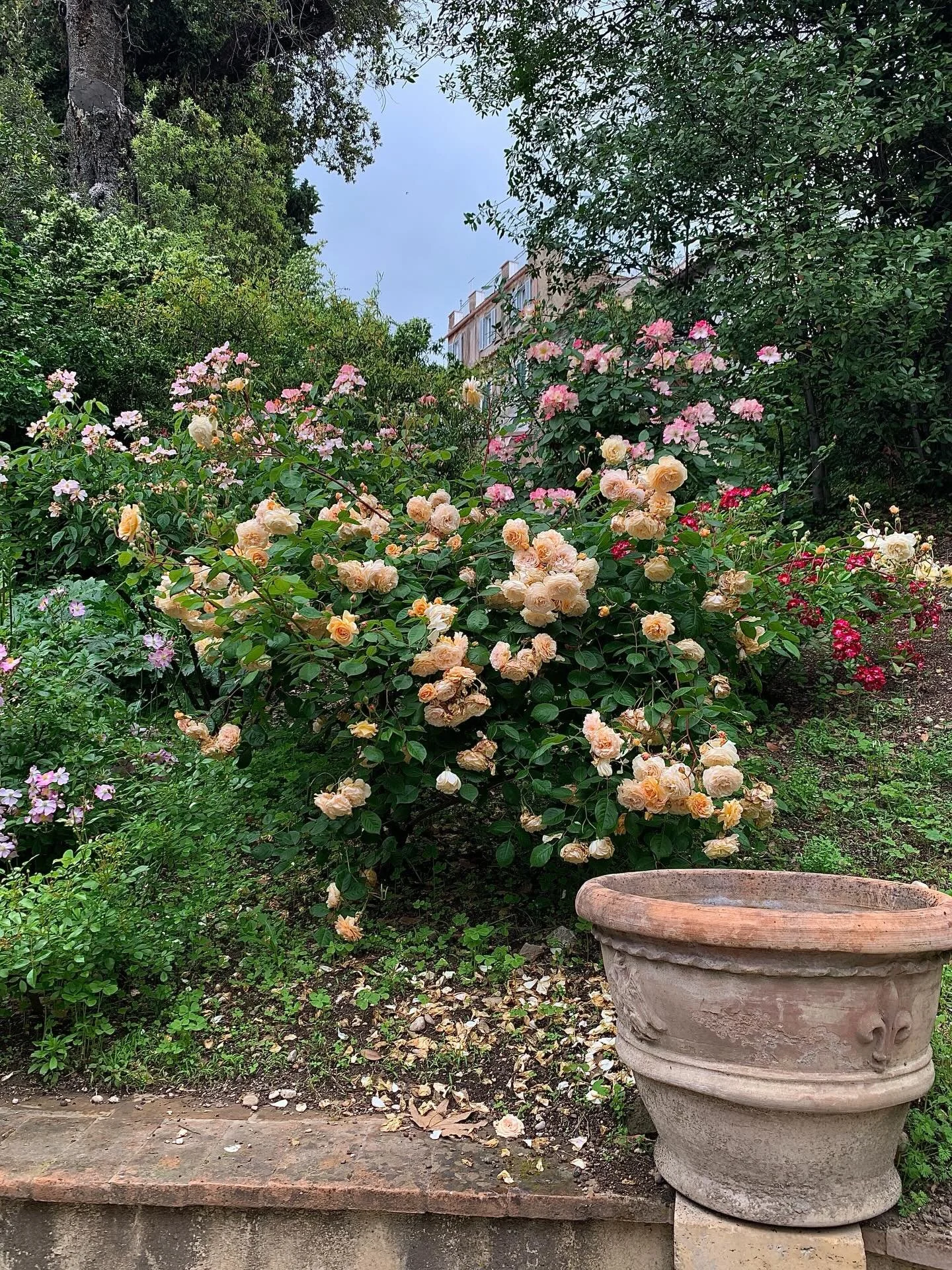 Guys&hellip; I just rediscovered my Italian holiday from 2019 and THE ROSES?! 🥹🌹
You&rsquo;re welcome.

Also featuring 2019 me, when boomerangs were peak content 💃