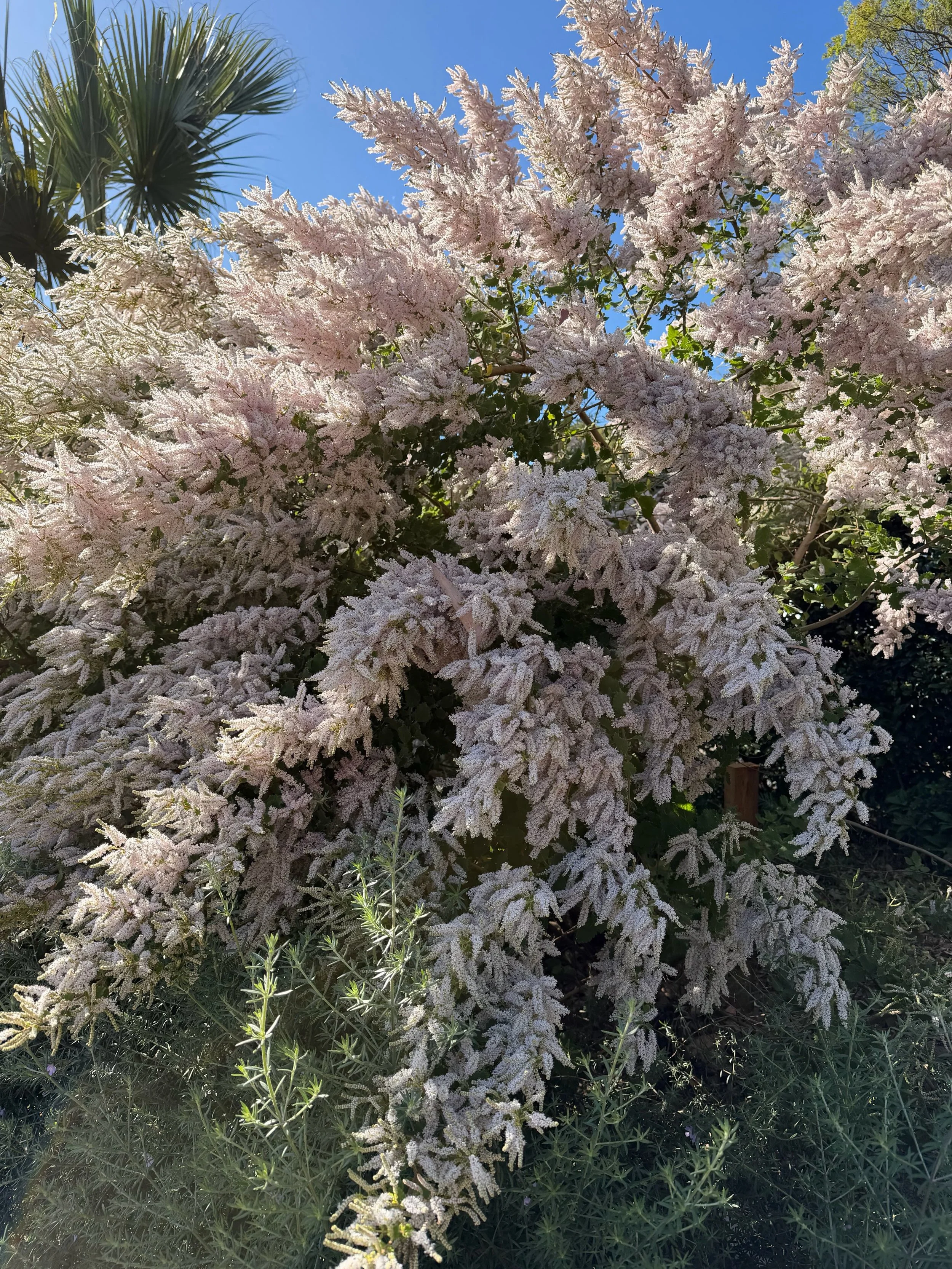 Nutmeg bush you are and will forever always be the most beautiful flowering plant in our garden ✨

For those who were following along in my stories last week&hellip; the bees are back, and everything feels right again 🐝

A couple of weeks ago I spot