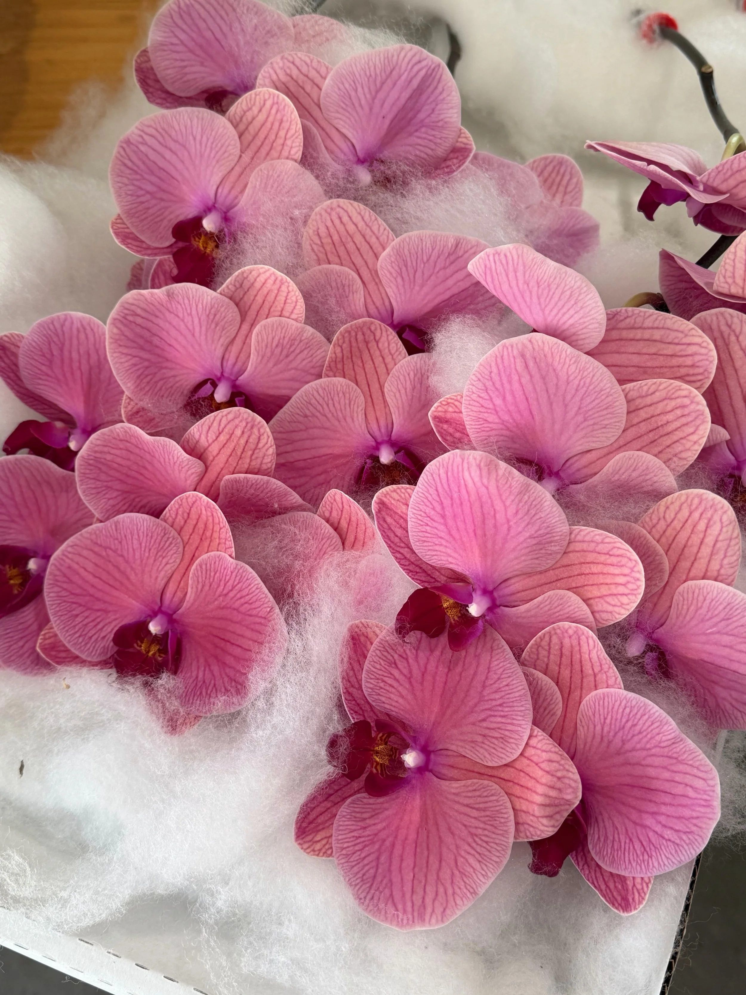 An ode to orchids 🧚