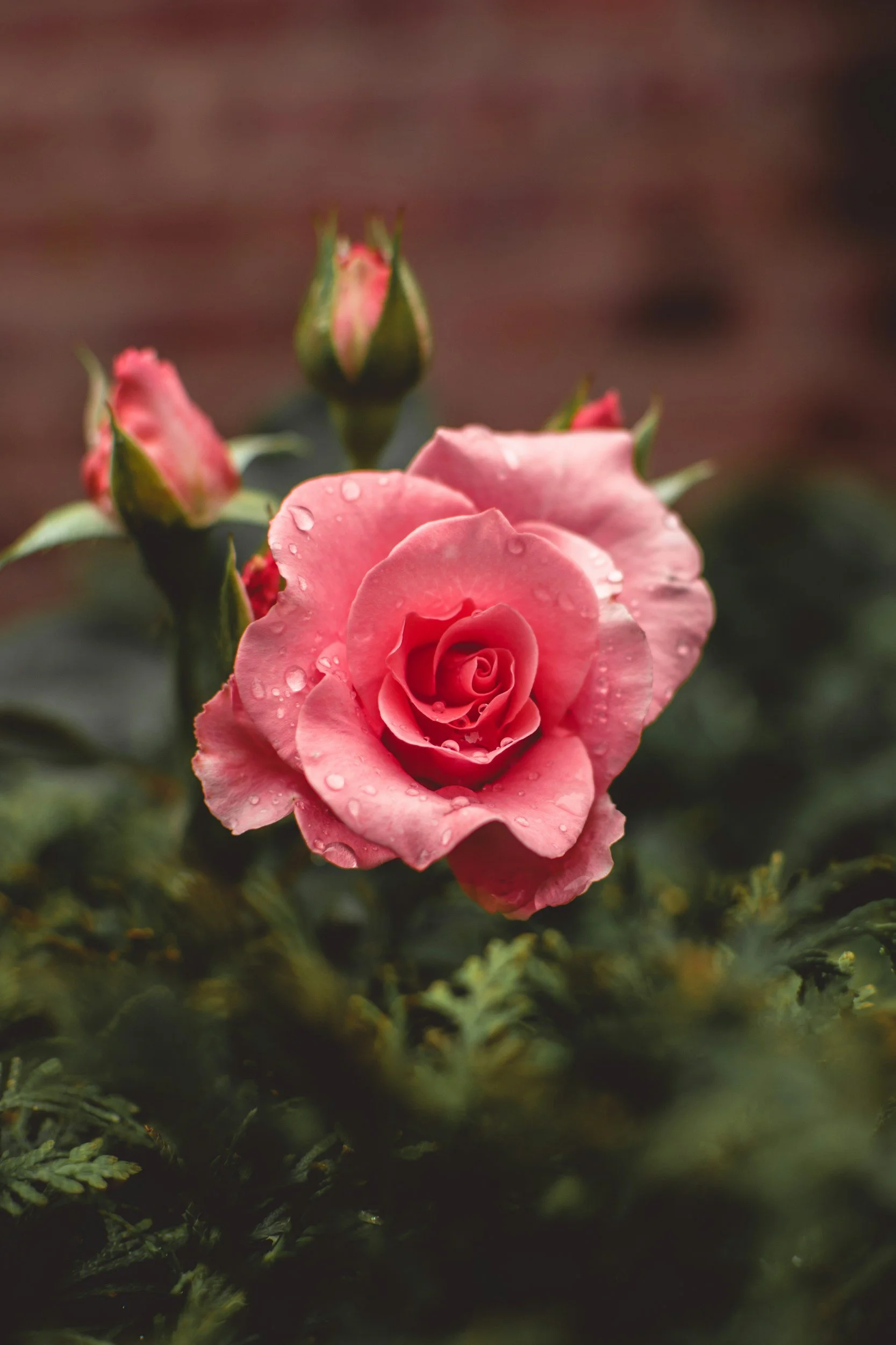 Lovely pink rose with blooms and buds with water droplets on it