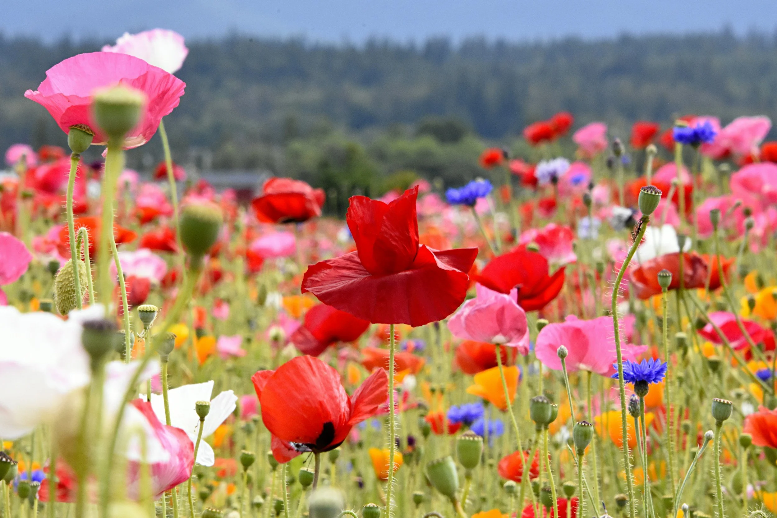 Lovely pink, purple and yellow tulips in a wildflower meadow with grassed hills in the background