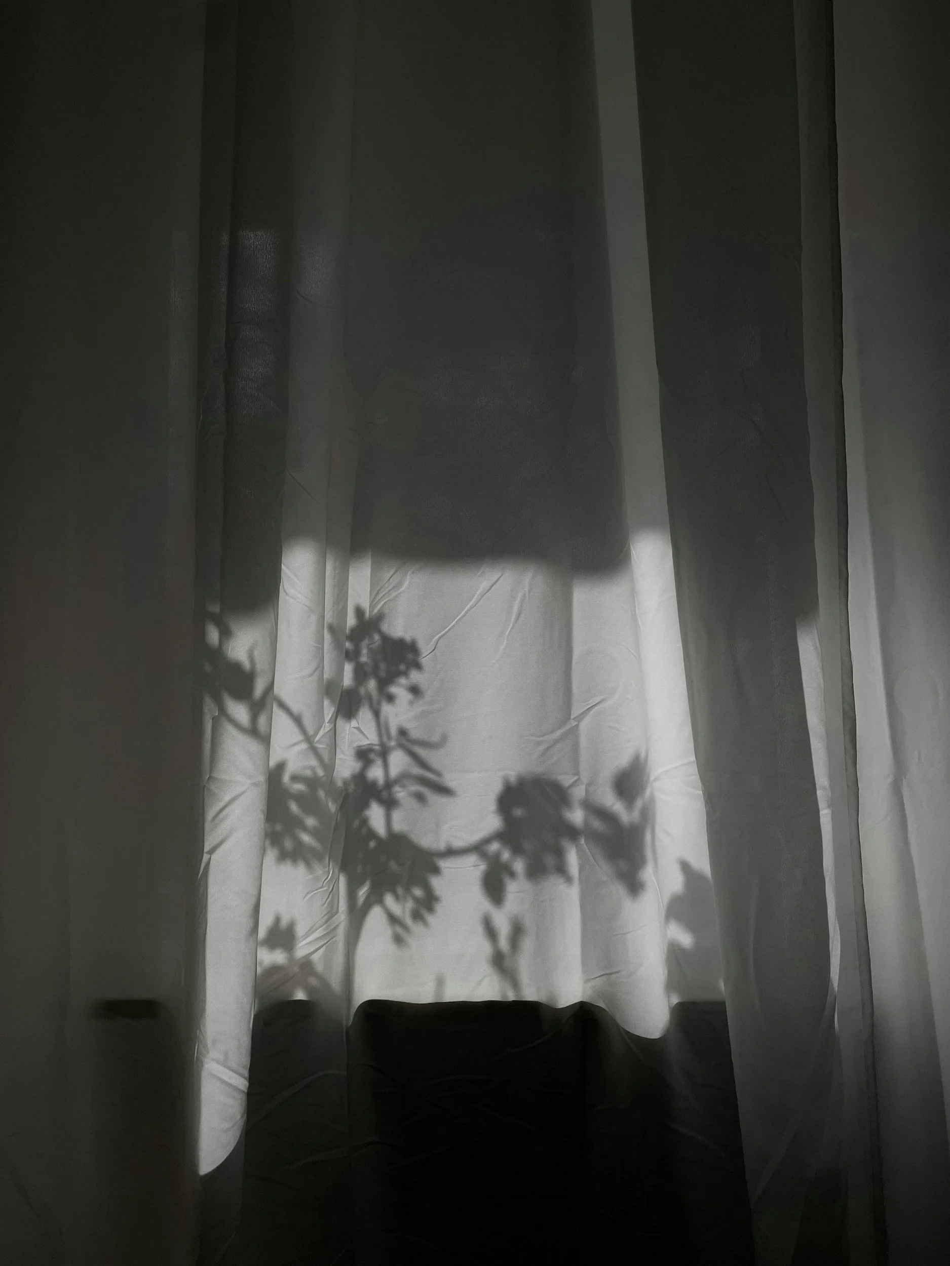 Black and white image depicting invisibility and hope and growth. The outline of a plant against a white curtain