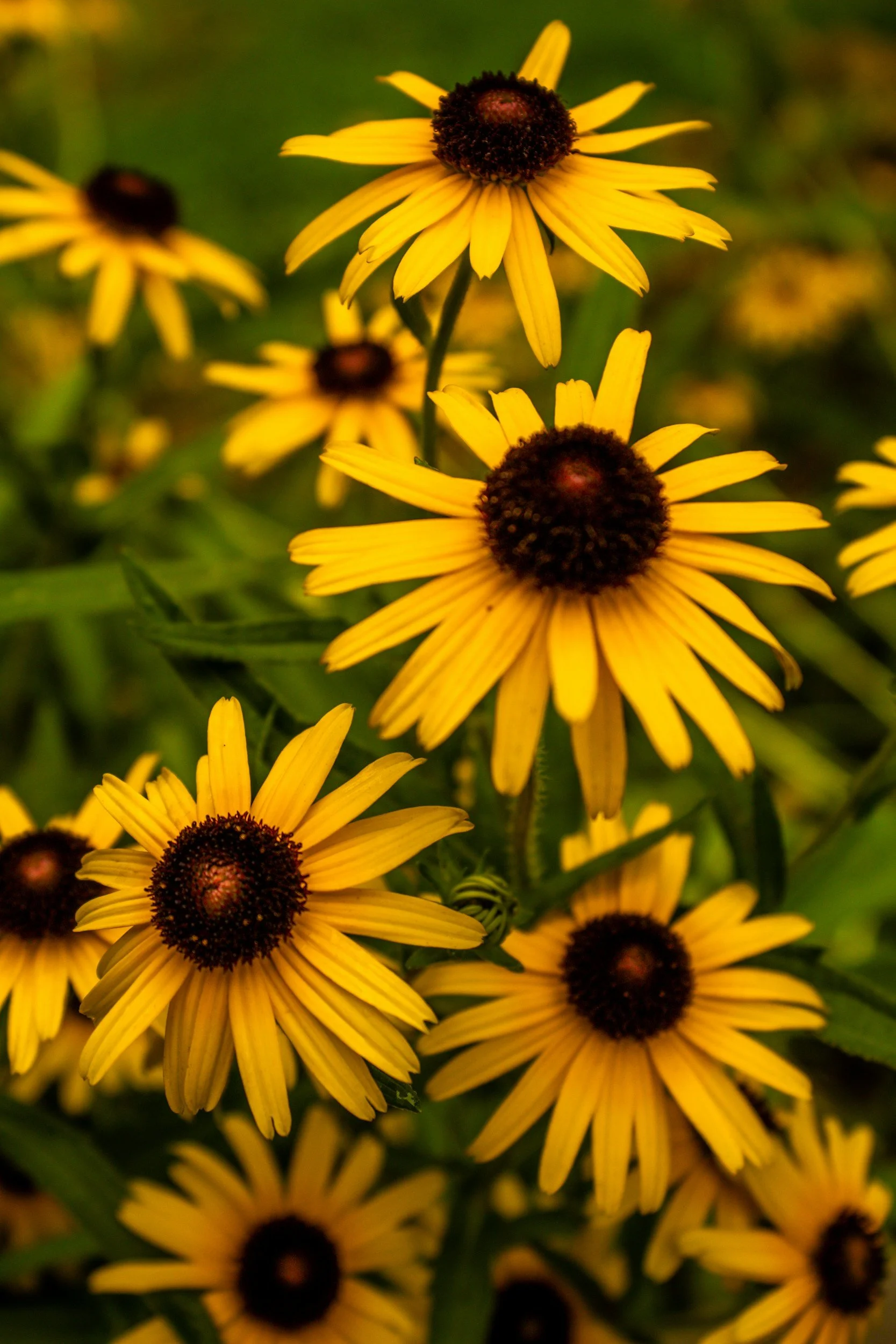 Yellow daisy against a green grass background
