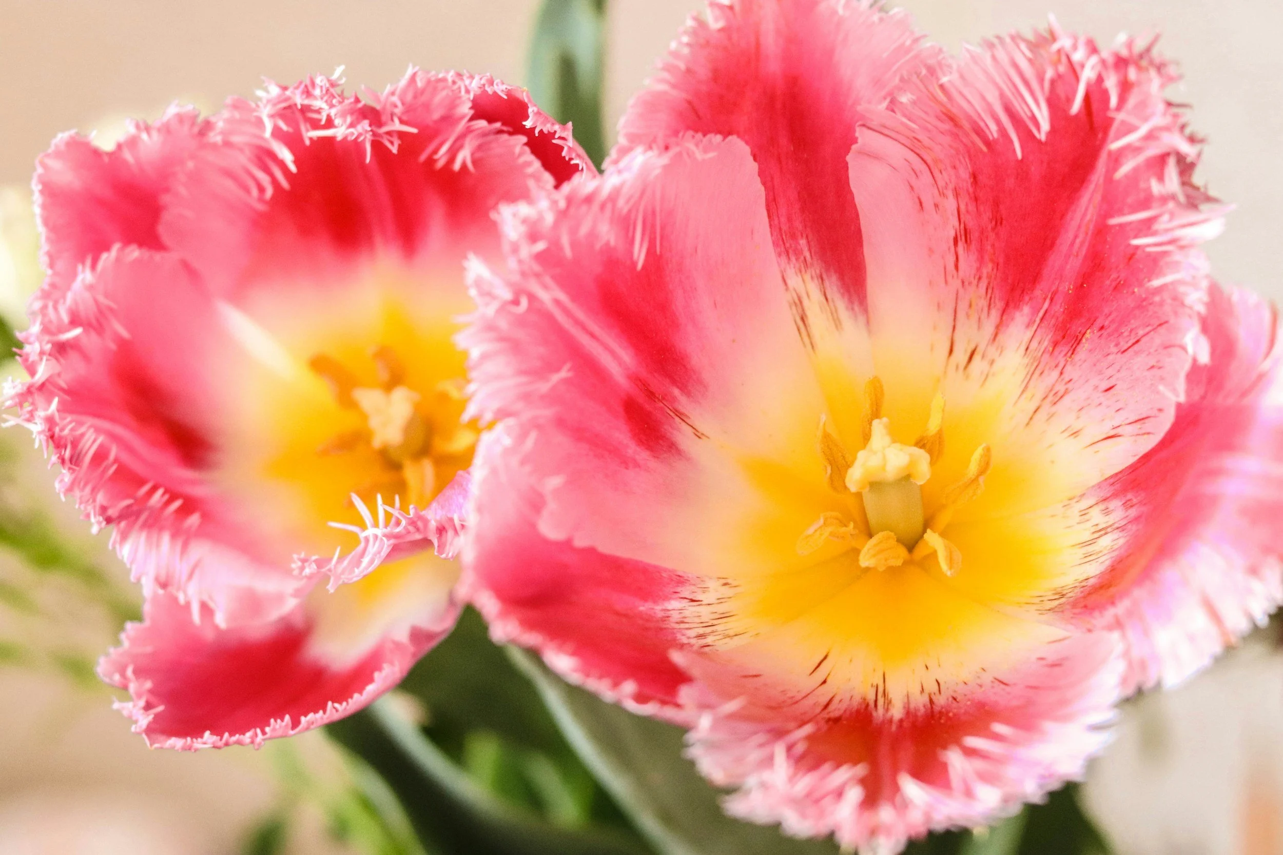 Pink, white and yellow opened tulips with green stems