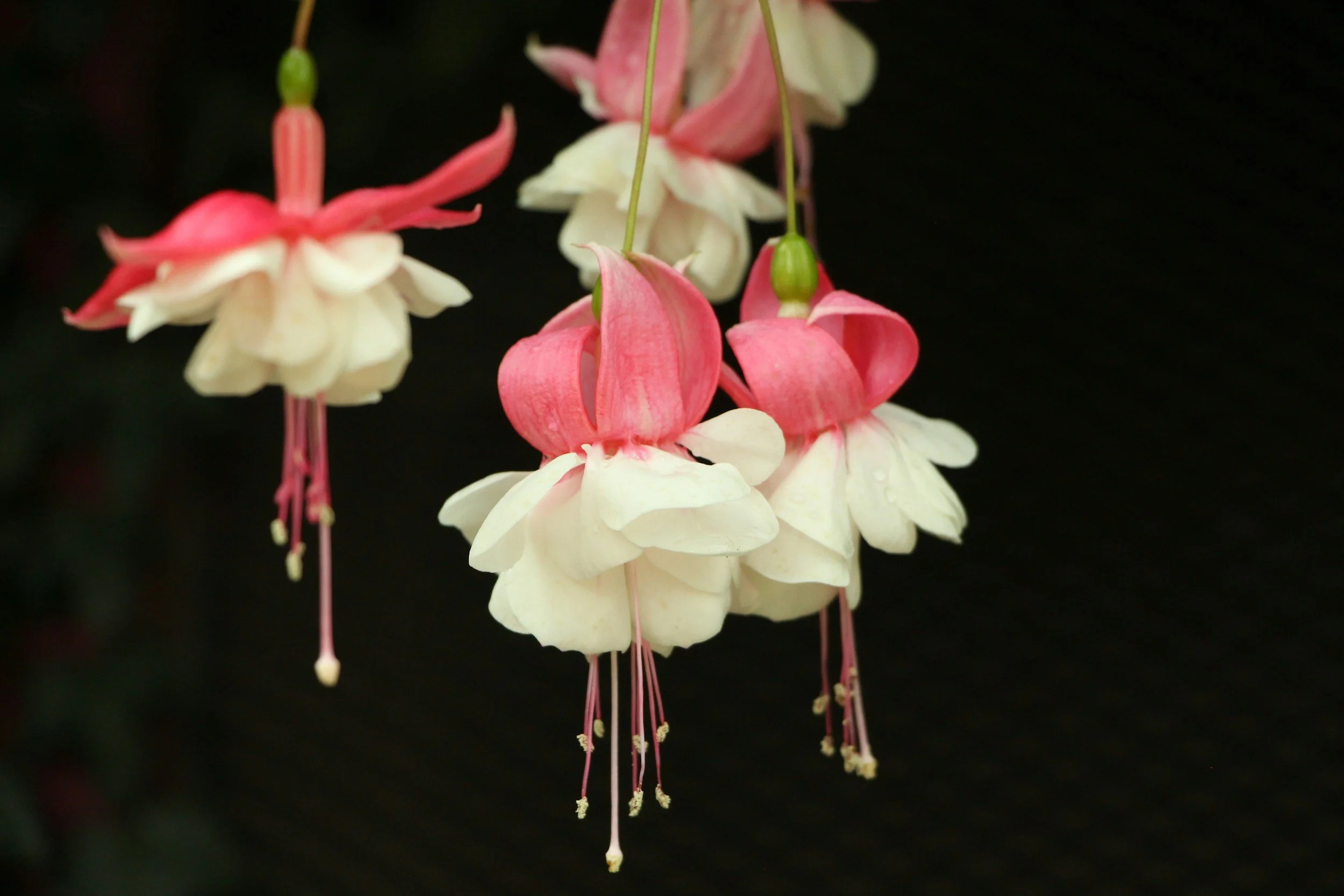 Beautiful white and pink hanging fuschia flowers with a black background