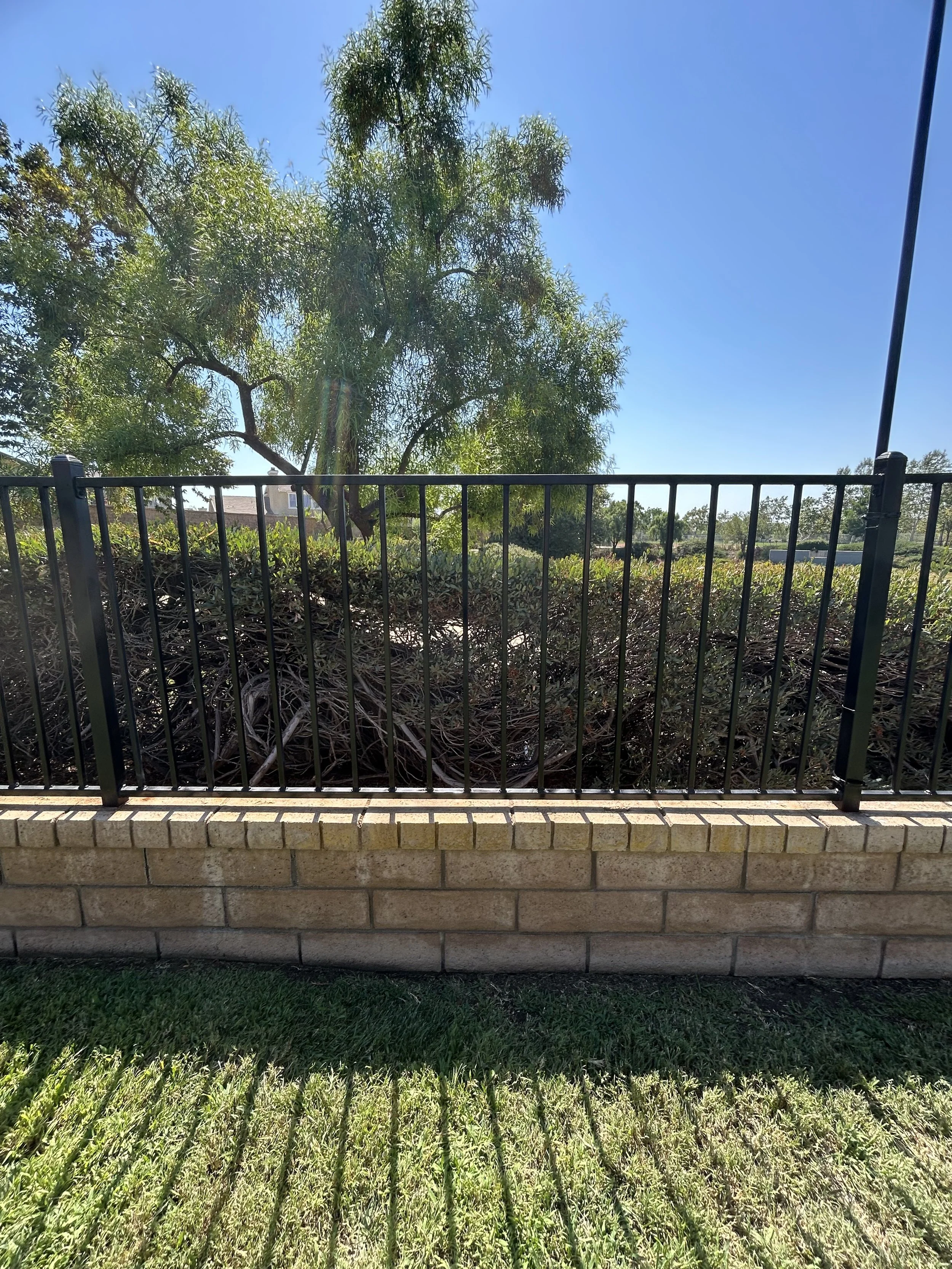 A backyard with a brick border, black metal fence, green grass, bushes, and a tall tree under a clear blue sky.