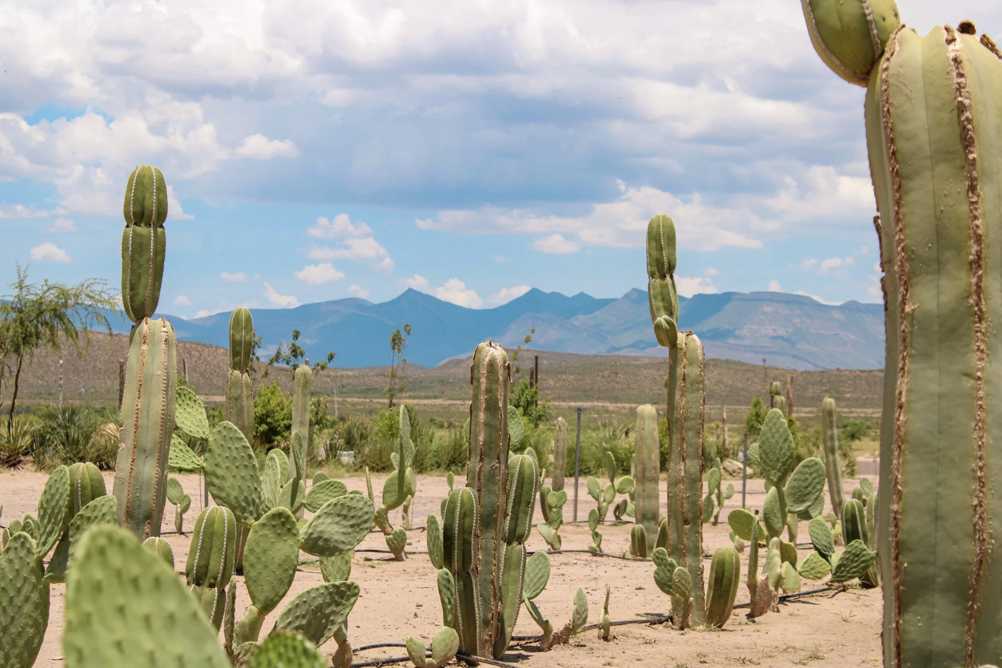 Sierto Julio 2026-096.jpg