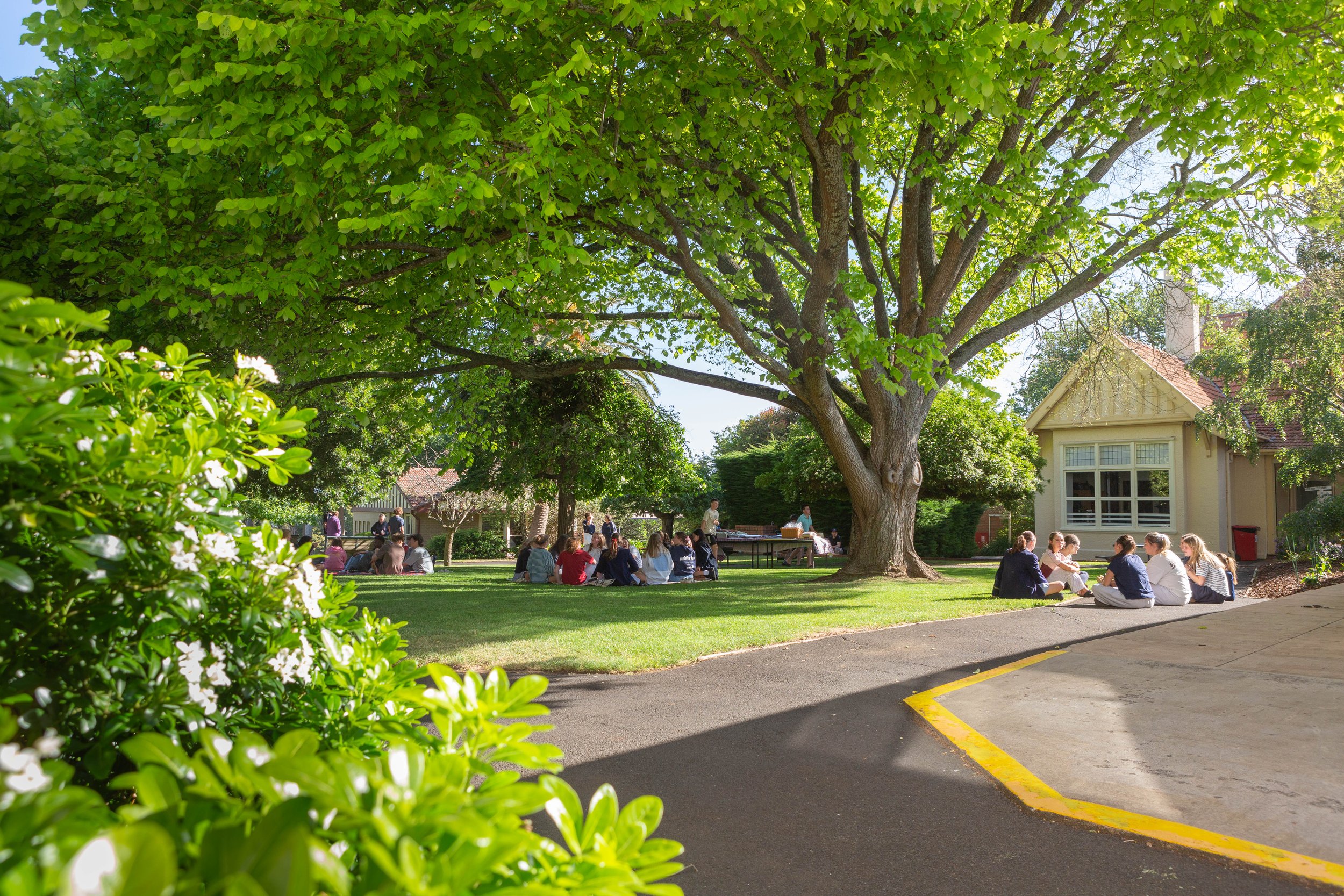 Students sitting on the school grounds, shaded by a large green tree, with a small building in the background and a sidewalk with yellow parking lines in the foreground.