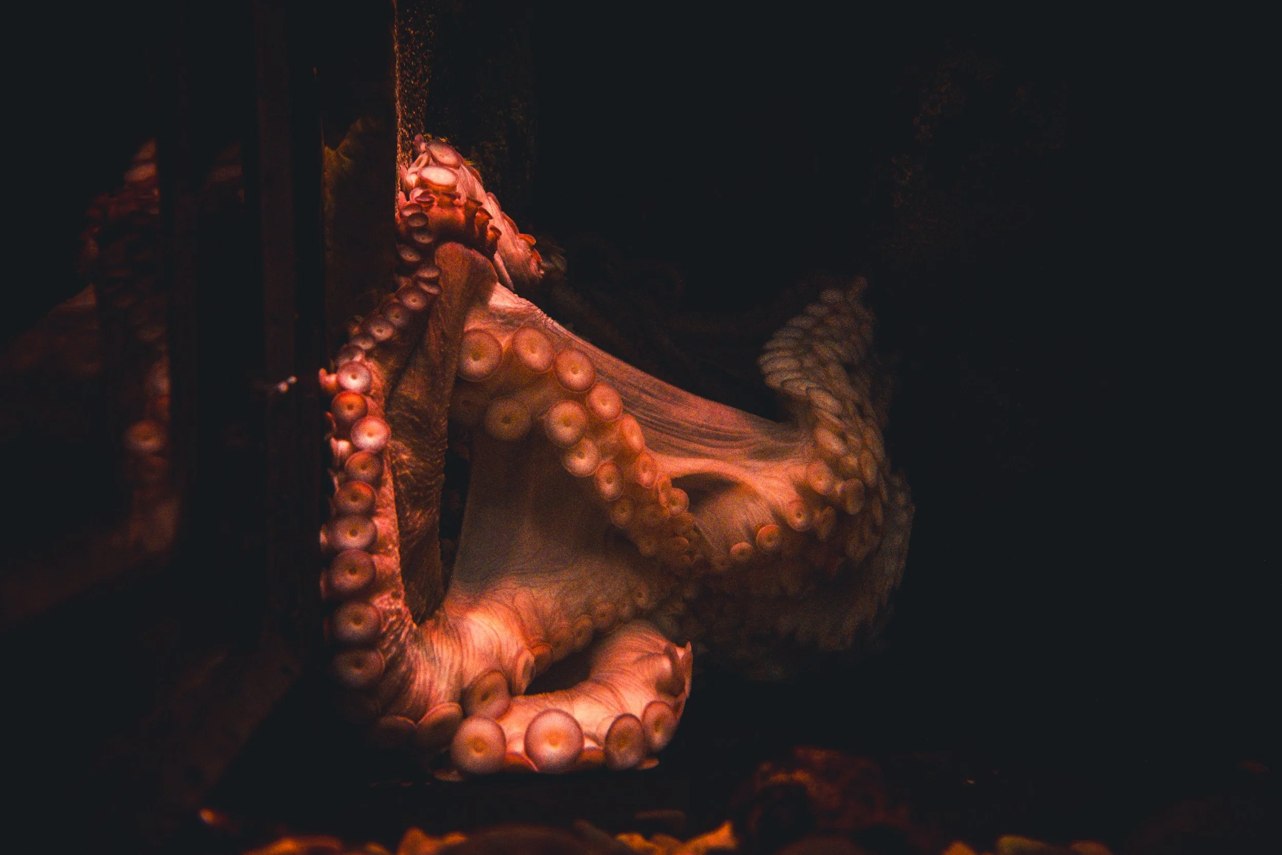 Close-up of an octopus with pinkish tentacles in darkness.