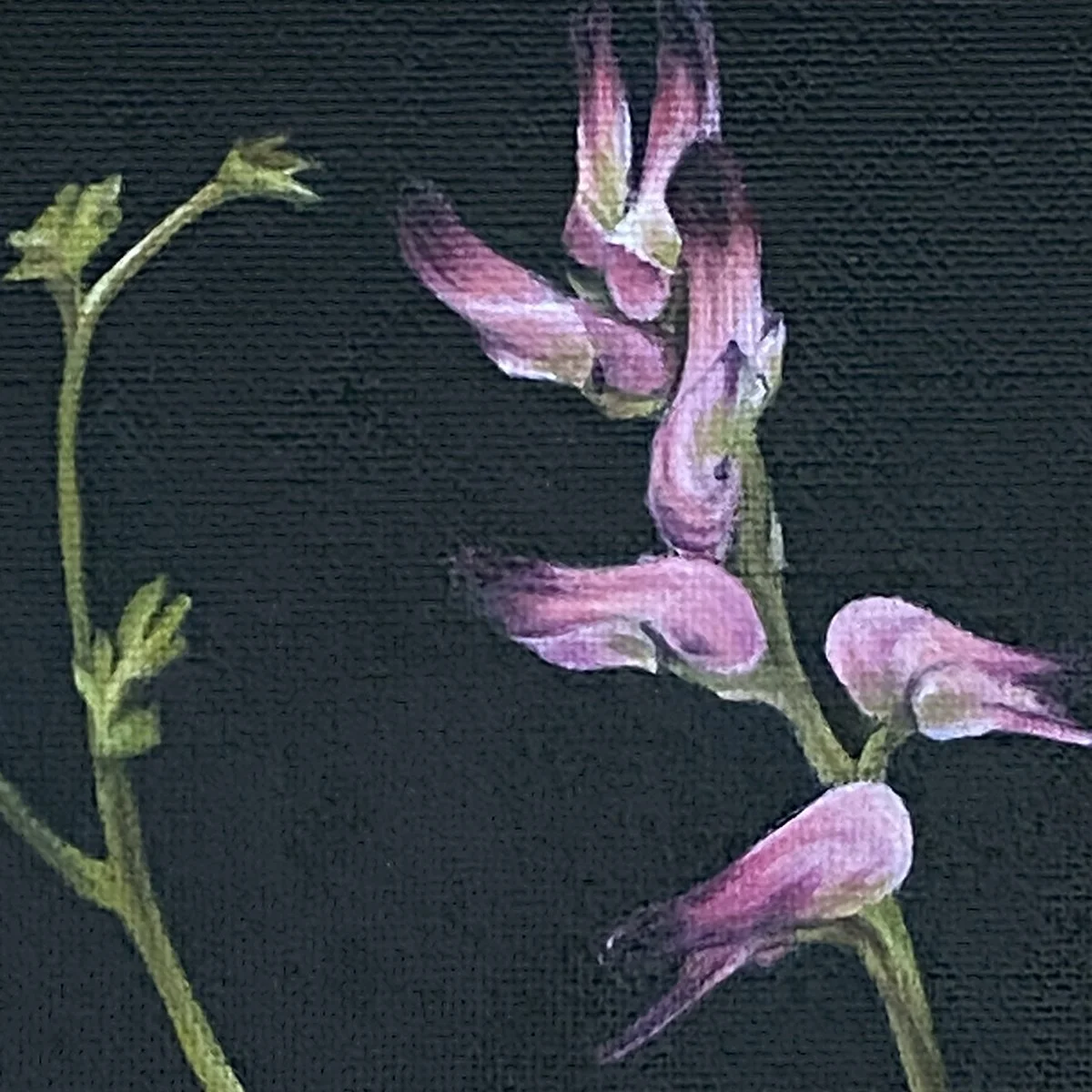 StudyPink1_crop_fumitory.jpg
