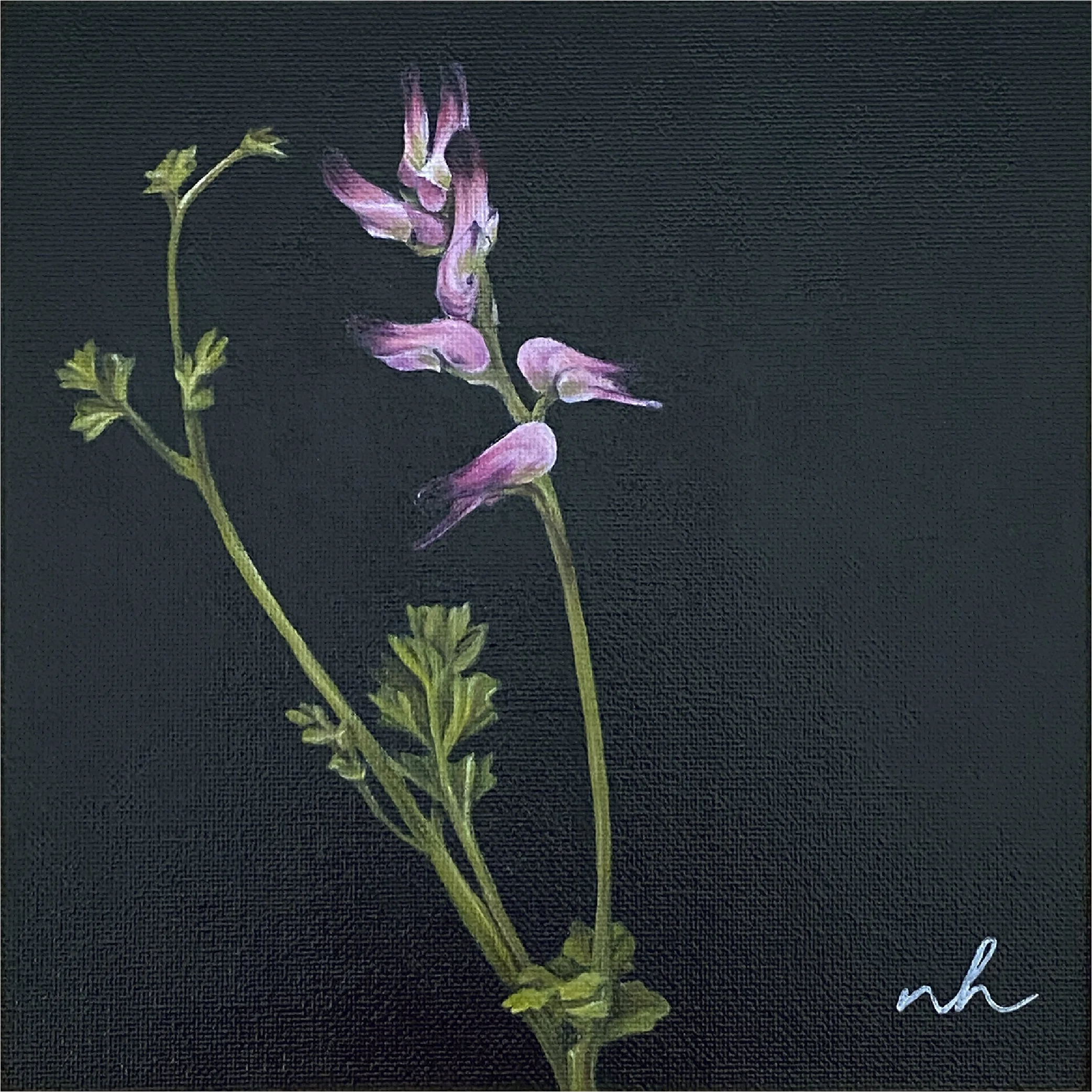 StudyPink1_fumitory_unframed.jpg